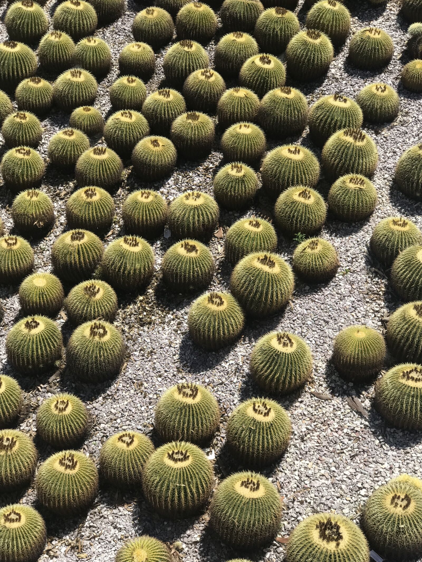 Apple iPhone 7 Plus sample photo. Cactus, cacti, plant photography