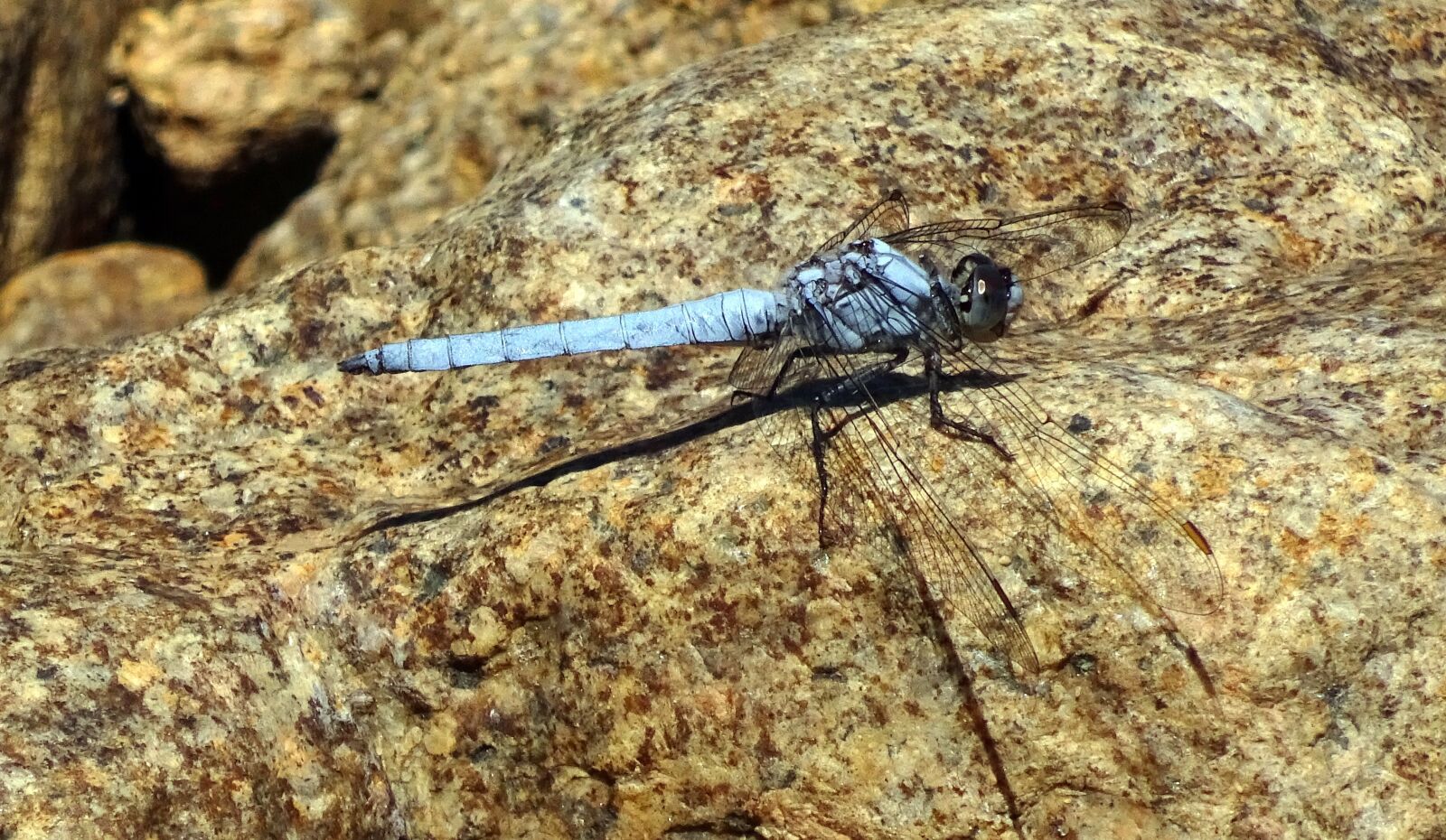 Sony Cyber-shot DSC-WX350 sample photo. Animal world, dragonfly, insect photography