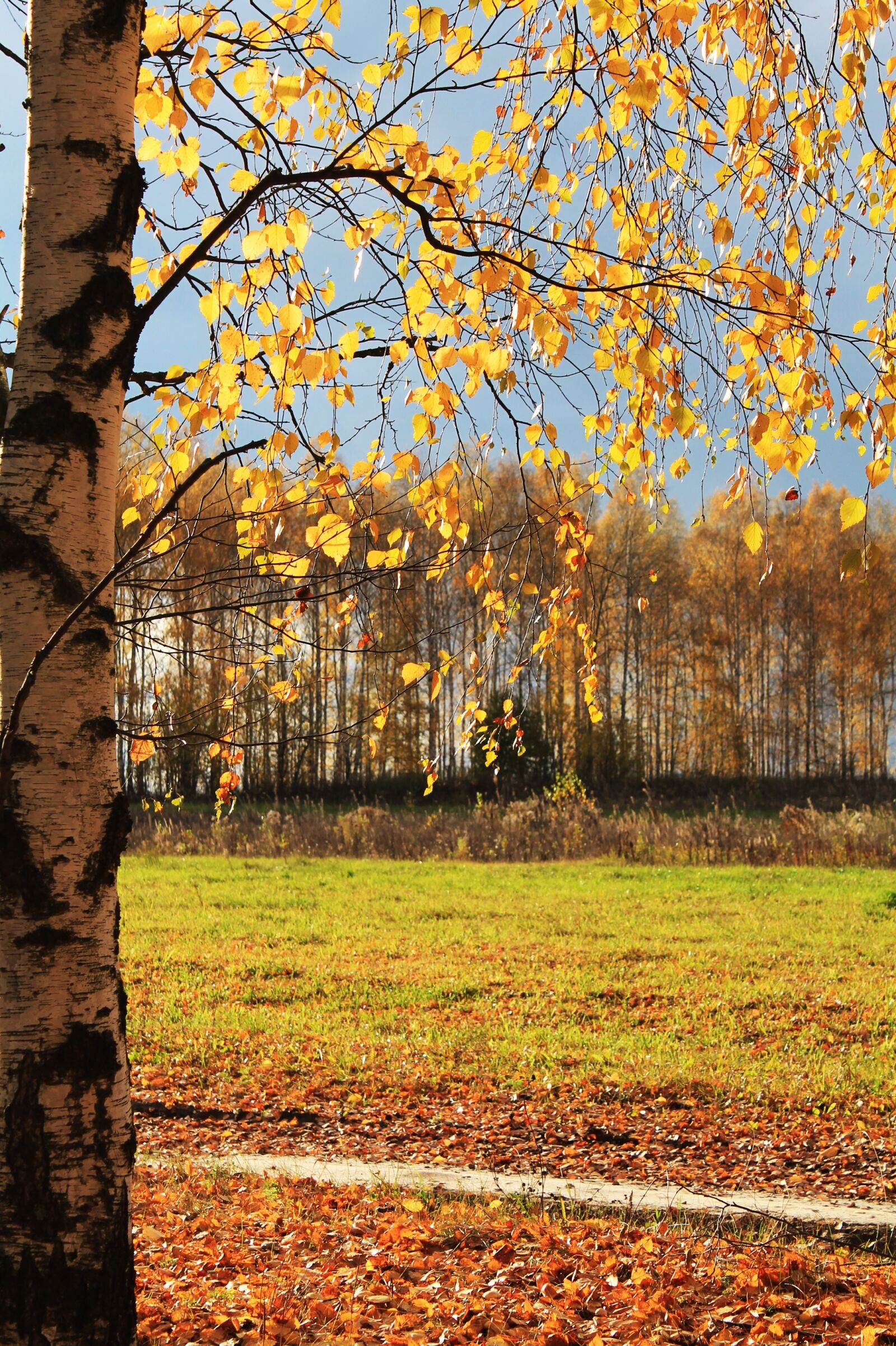 Canon EOS 1100D (EOS Rebel T3 / EOS Kiss X50) sample photo. Nature, field, trees photography