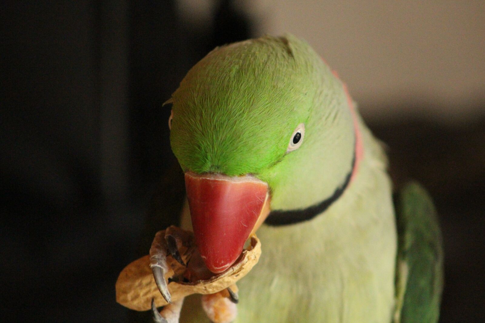 Canon EOS 700D (EOS Rebel T5i / EOS Kiss X7i) sample photo. Parrot, bird green, bird photography