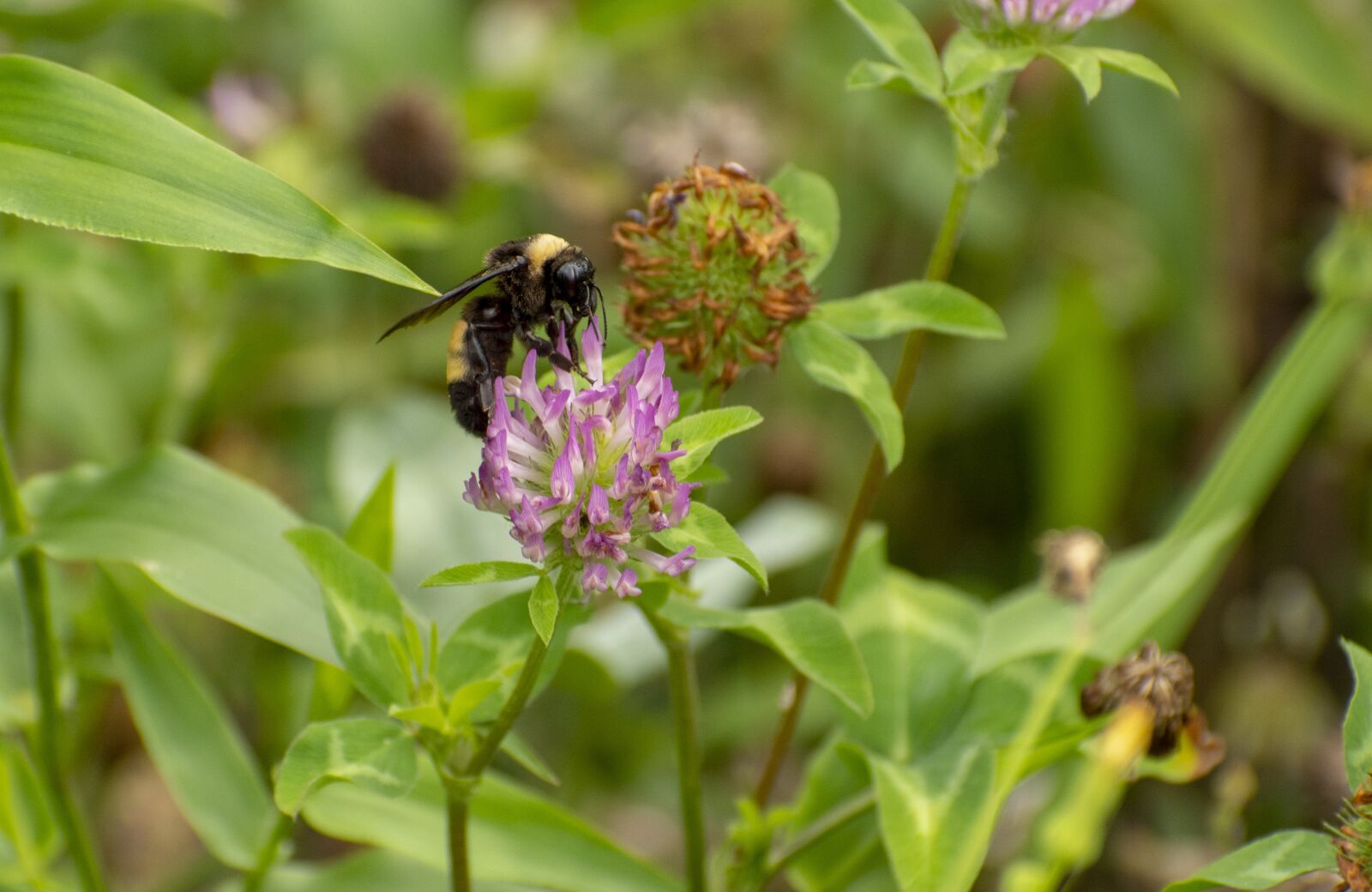 Nikon D500 sample photo. Bee, flower, nectar photography