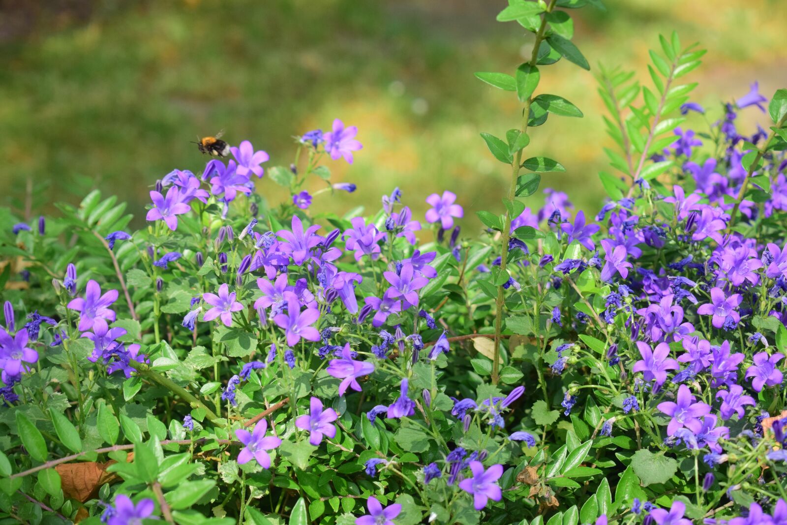 Nikon D5300 sample photo. Flowers, purple, bee photography