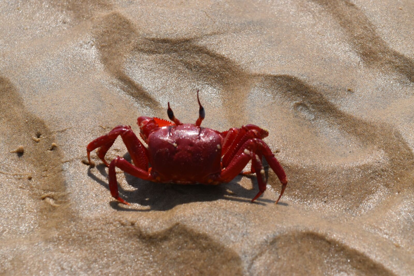 Nikon D5500 sample photo. Crab, red, beach photography