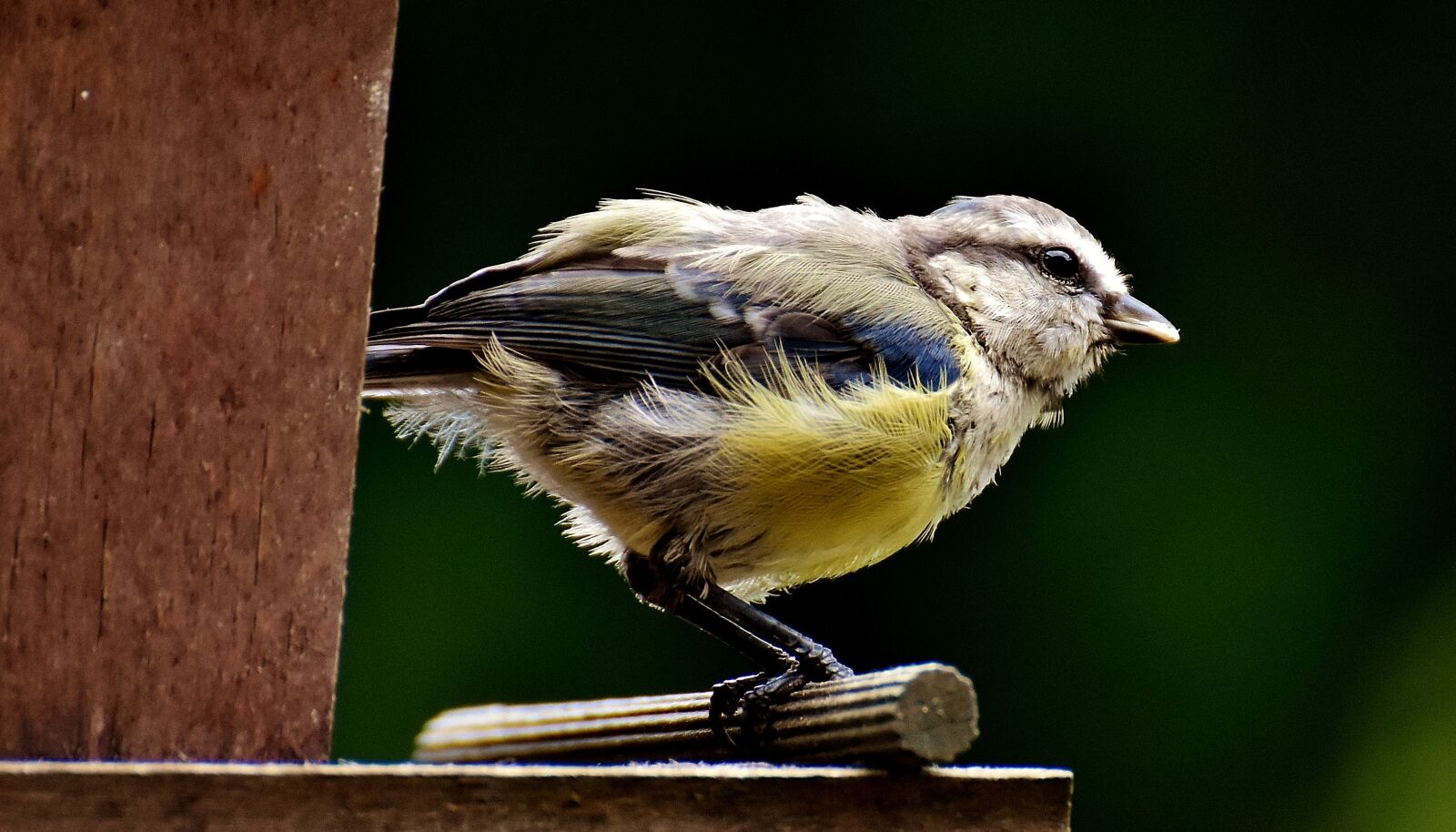 Nikon D7200 sample photo. Tit, food, peanuts photography