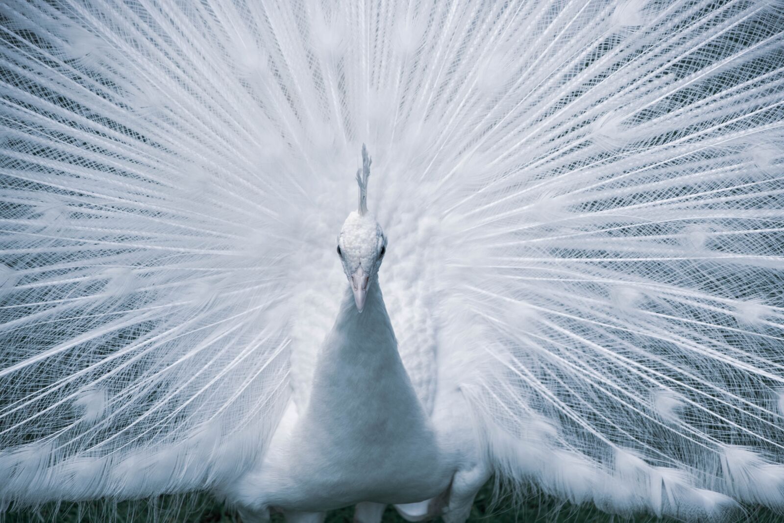 Tamron 18-200mm F3.5-6.3 Di II VC sample photo. Peacock, white, bird photography