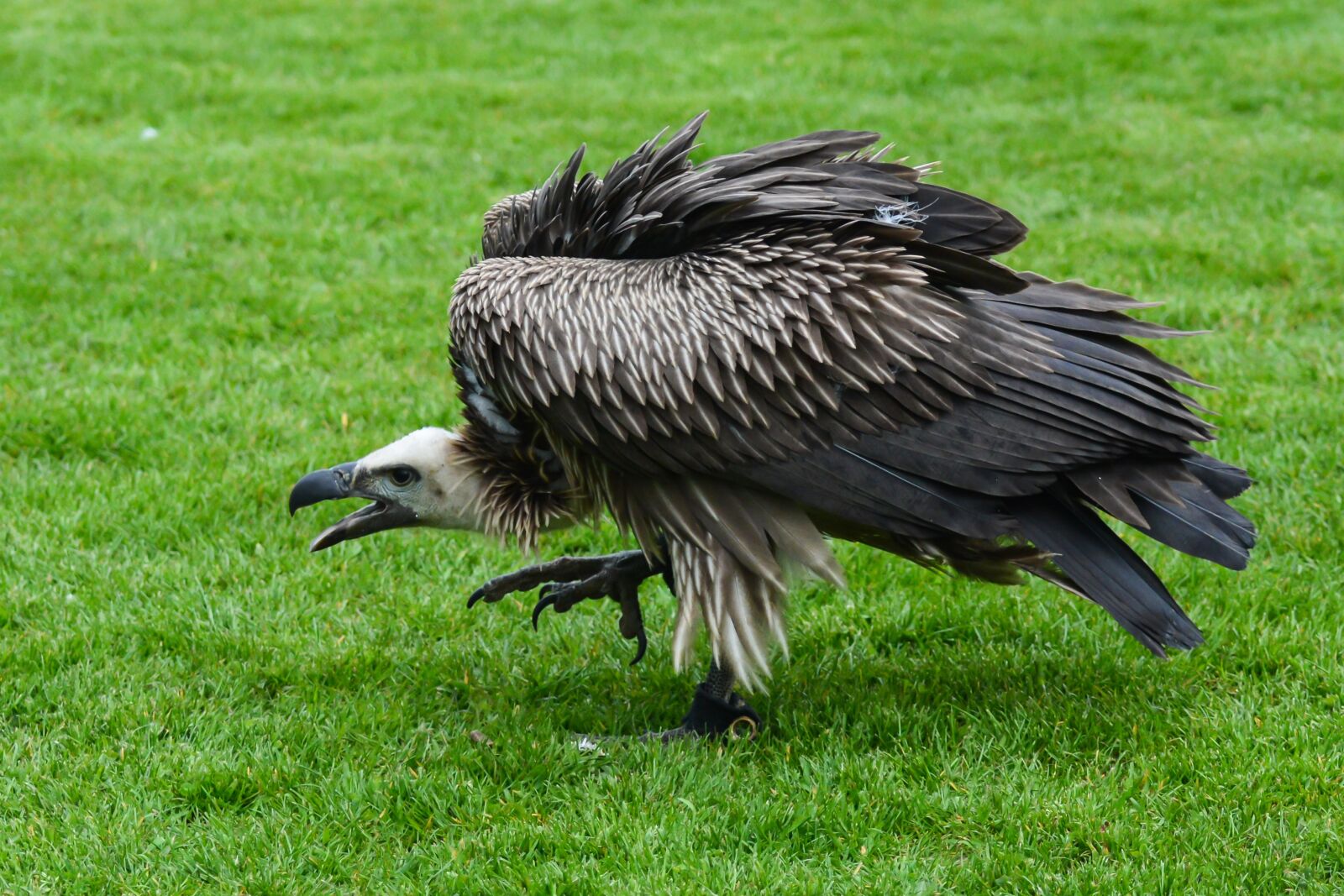 Nikon D7100 sample photo. Vulture, bird of prey photography