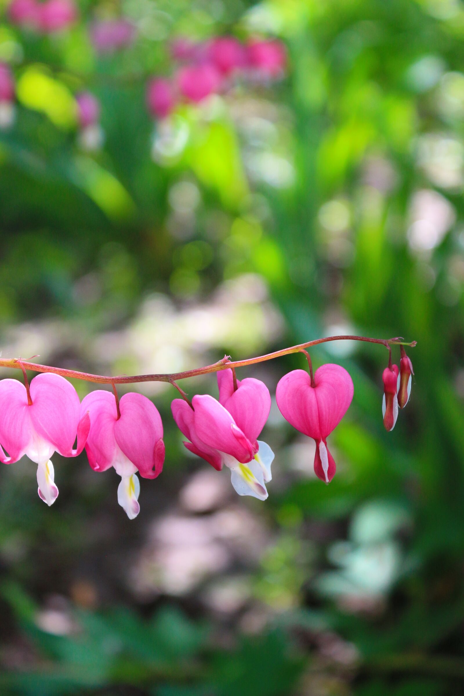 Canon EOS 100D (EOS Rebel SL1 / EOS Kiss X7) sample photo. Flower, plant, heart photography
