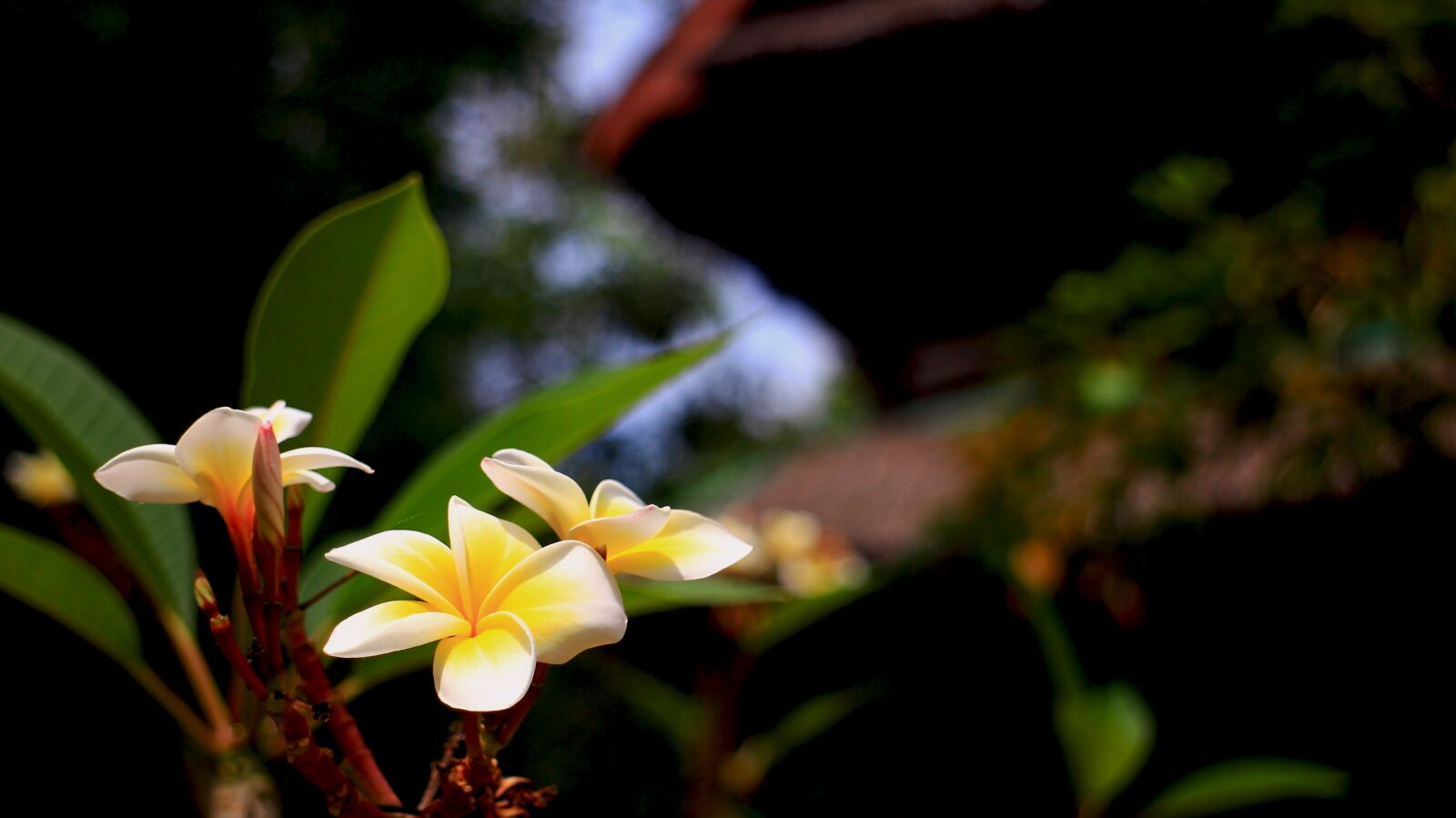Canon EOS M sample photo. Plumeria, hotel, summer photography