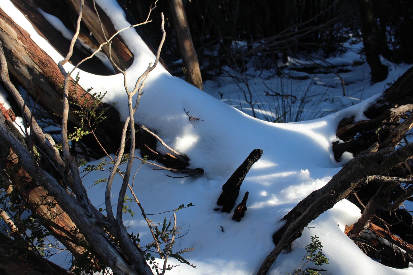 Canon EOS 700D (EOS Rebel T5i / EOS Kiss X7i) sample photo. Winter, nature, snow photography