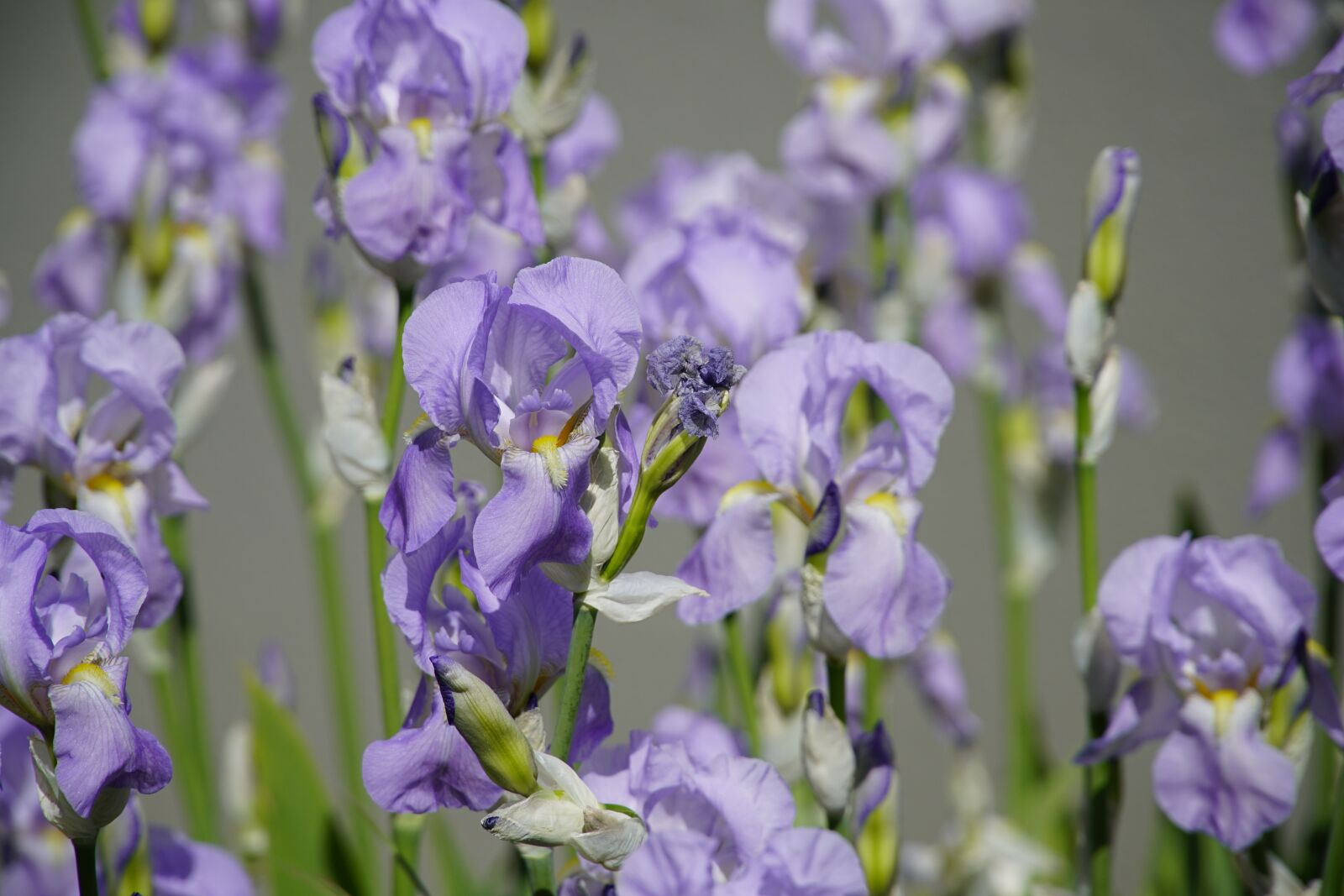 Sony a7R II + Sony E PZ 18-105mm F4 G OSS sample photo. Flowers, garden, blue photography