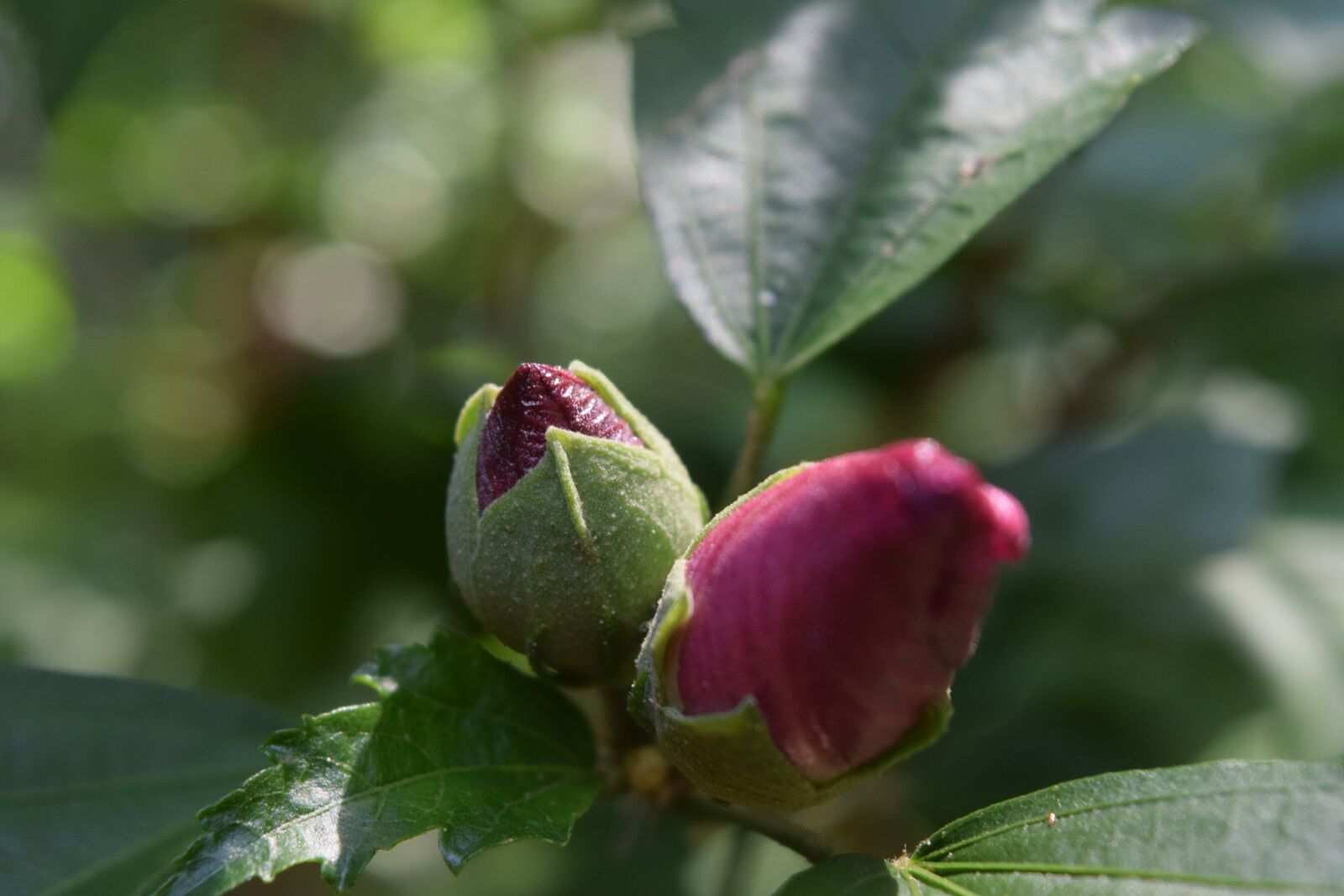 Nikon D3300 sample photo. Flower, bud, leaves photography