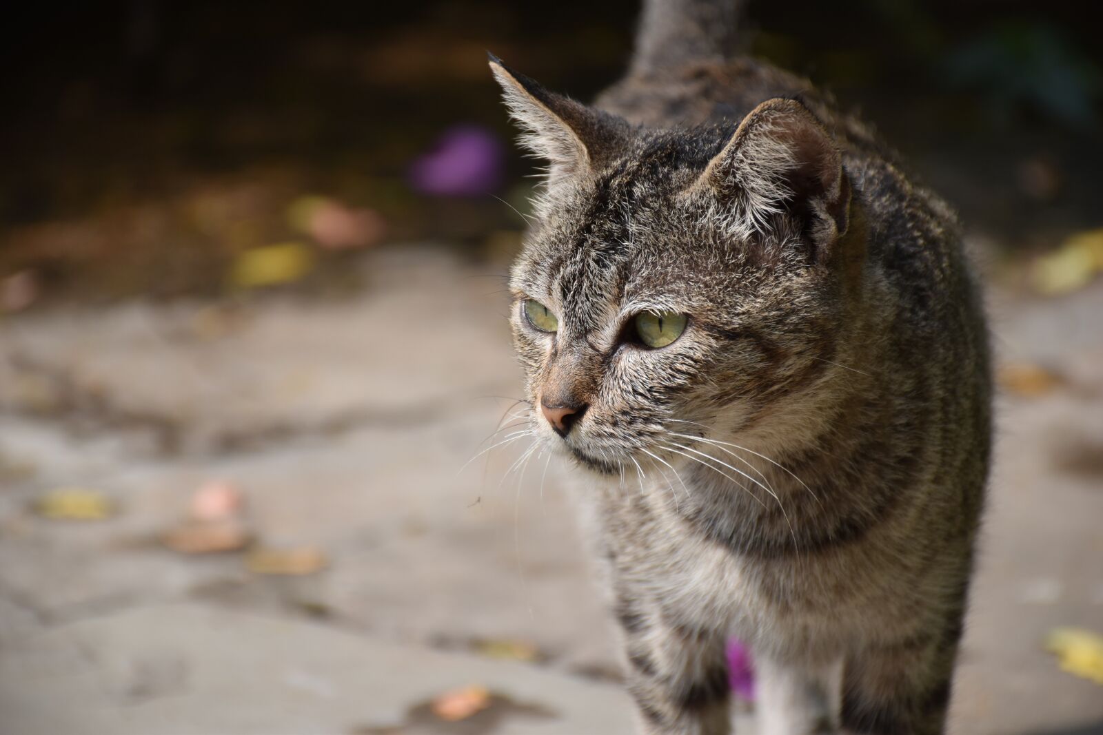 Nikon D5500 sample photo. Cat, nature, animal photography