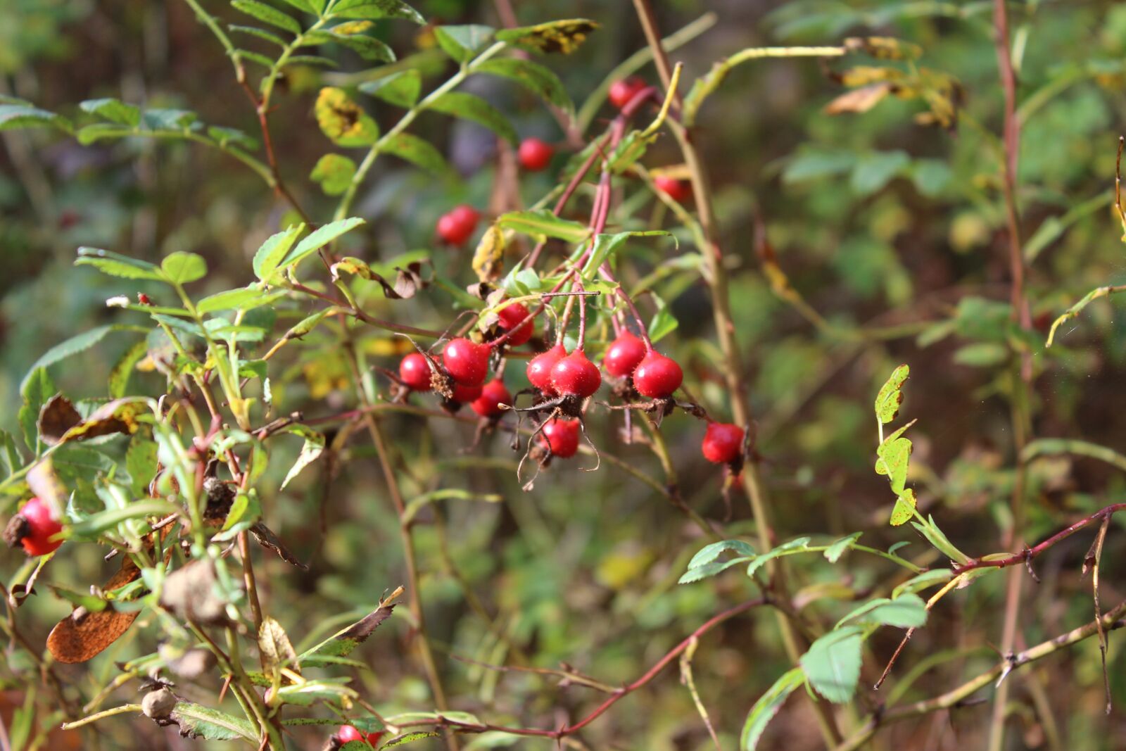 Canon EOS 1300D (EOS Rebel T6 / EOS Kiss X80) sample photo. Berries, plant, flowers photography
