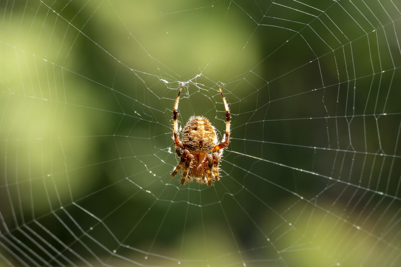 Panasonic Lumix DMC-FZ1000 sample photo. Animal, spider, spider web photography