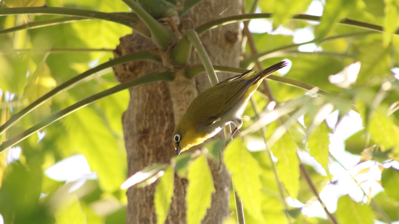 Canon EF75-300mm f/4-5.6 sample photo. Passover, bird, spring photography