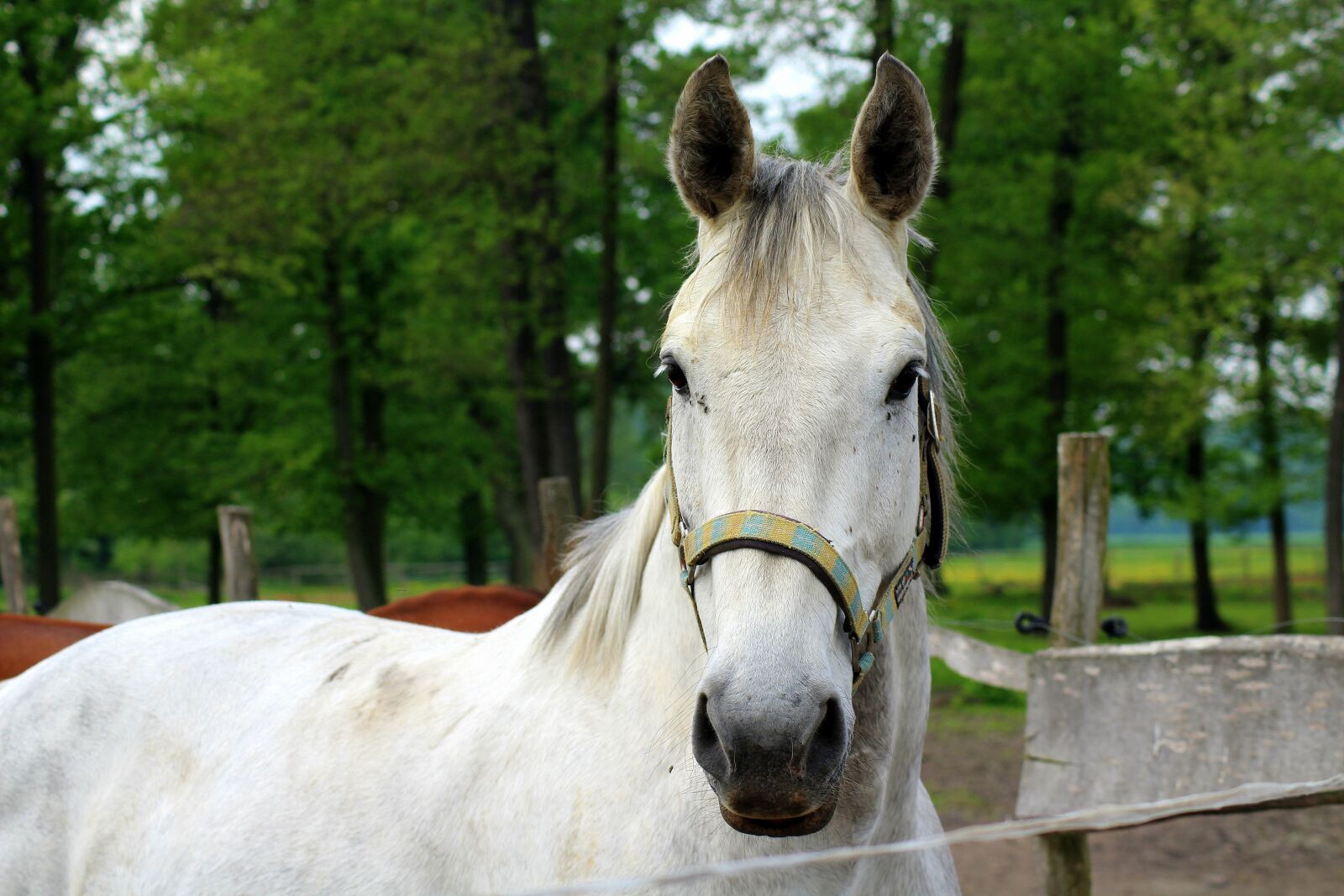 Canon EOS 1200D (EOS Rebel T5 / EOS Kiss X70 / EOS Hi) sample photo. The horse, the head photography