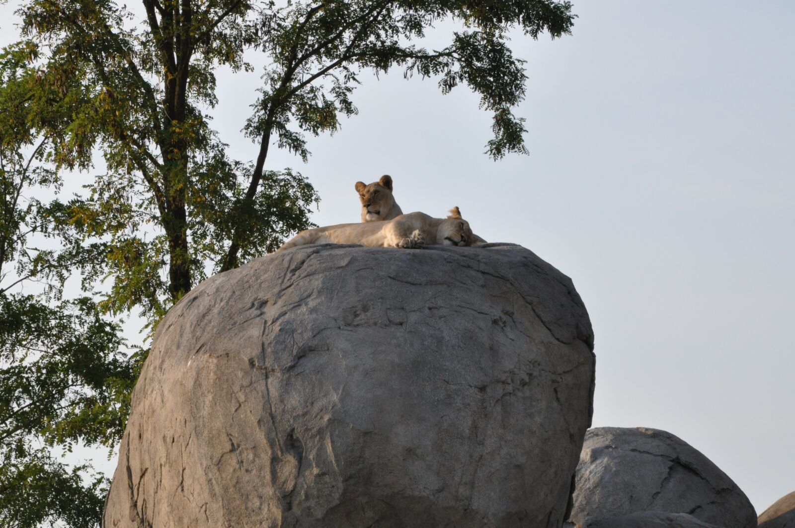 Nikon D90 sample photo. We, lions, africa photography
