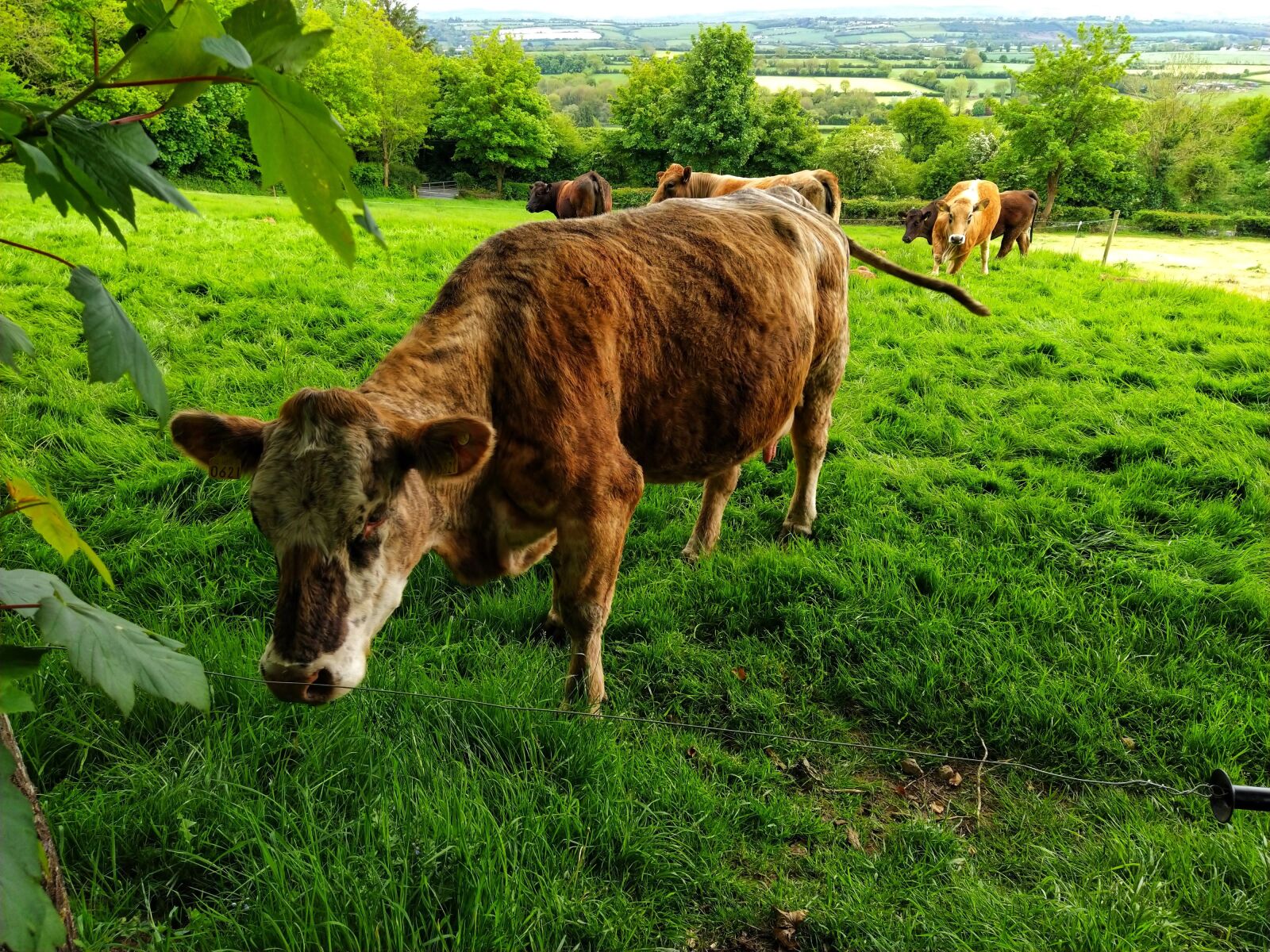 Xiaomi Mi A3 sample photo. Cow, field, cattle photography