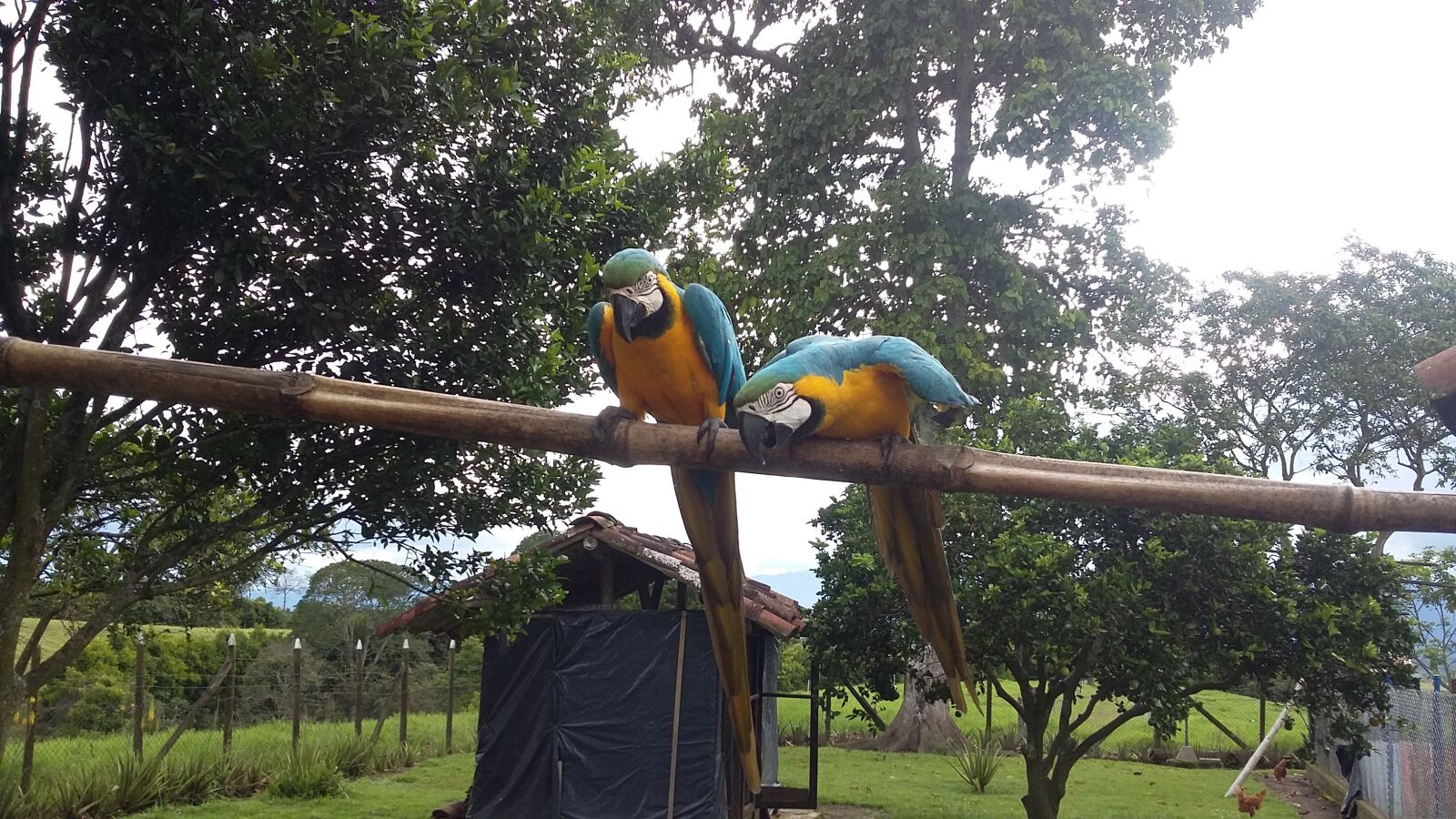 Samsung Galaxy Grand Prime sample photo. Ave, macaw, jungle photography