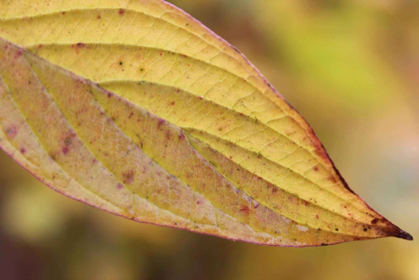 Canon EOS 600D (Rebel EOS T3i / EOS Kiss X5) sample photo. Autumn, leaf, leaves photography
