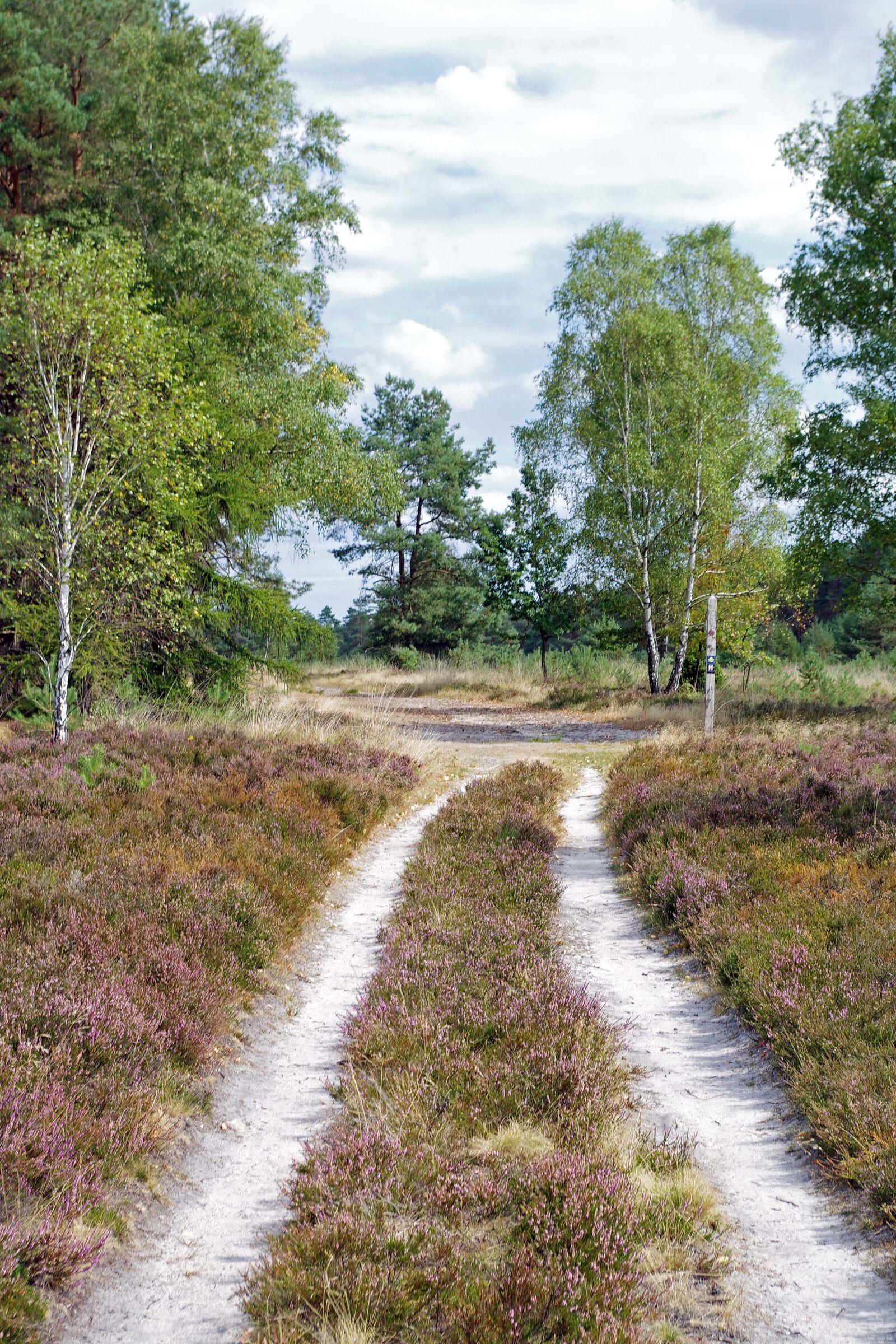 Pentax K-S2 sample photo. Heide, trail, nature photography