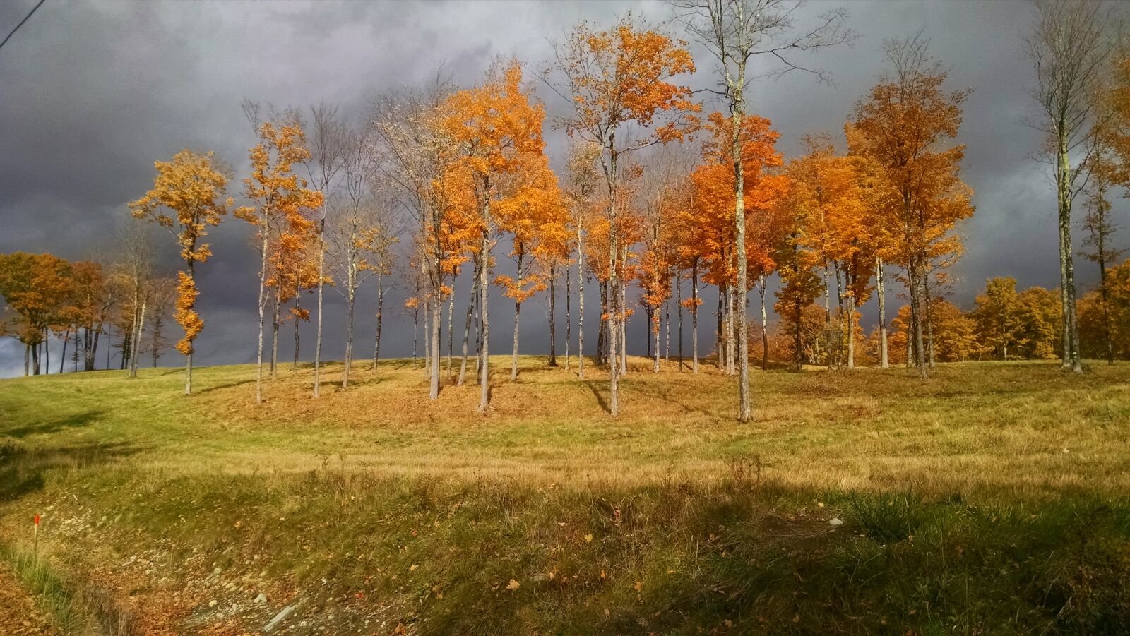 Motorola Moto X (1st Gen) sample photo. Fall, grey, leaves, orange photography