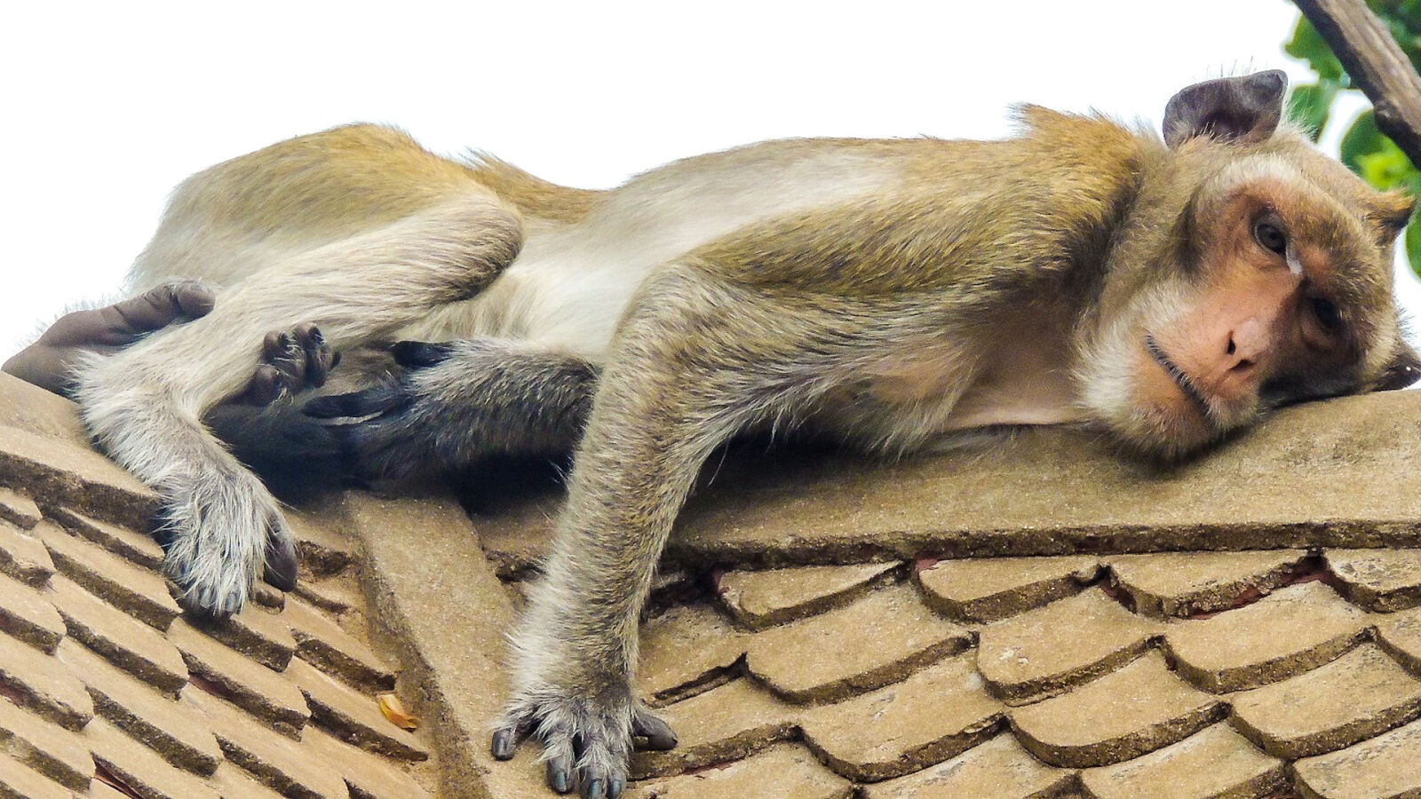 Nikon Coolpix P510 sample photo. Monkey, resting photography