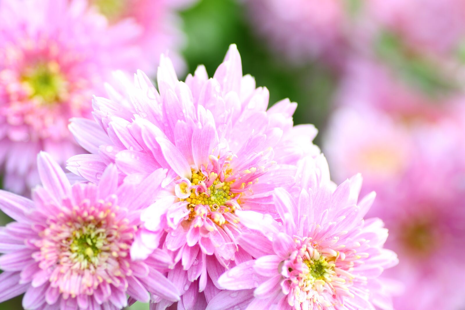 Tamron SP 90mm F2.8 Di VC USD 1:1 Macro sample photo. Chrysanthemums, flowers, nature photography