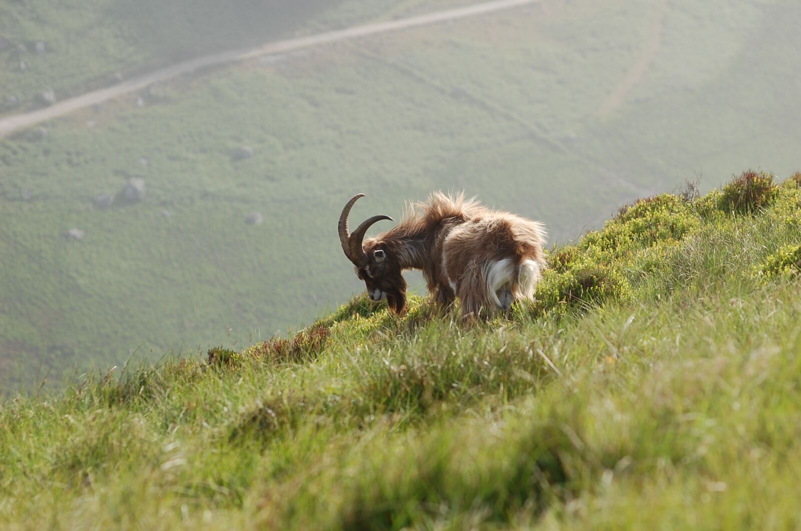 Nikon D40 sample photo. Wild, mountain, goat photography