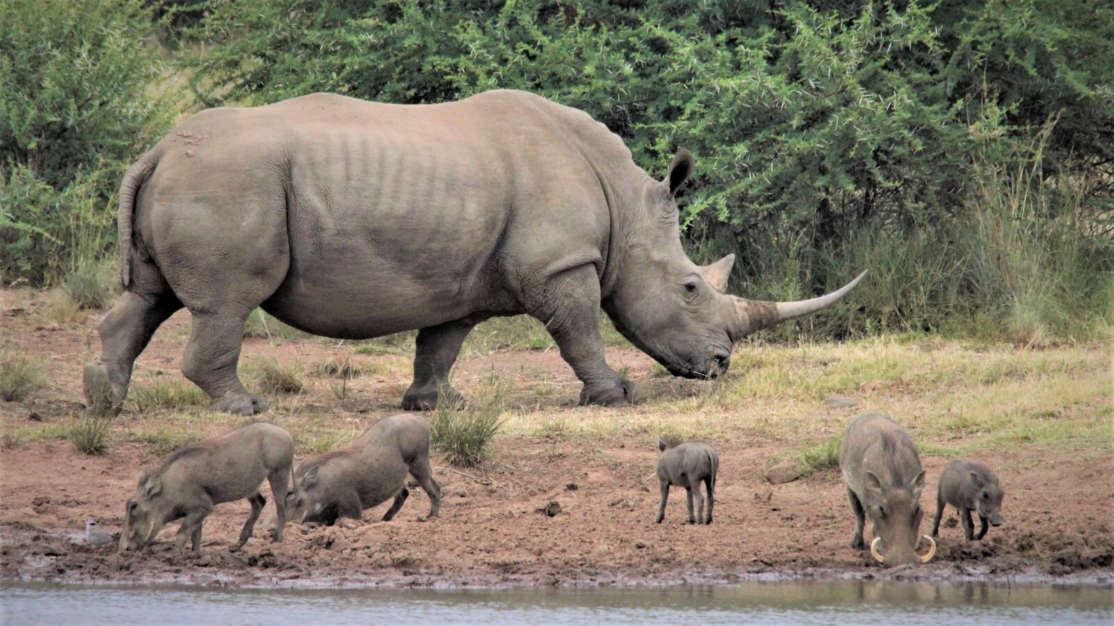 Canon EOS 60D sample photo. White rhino, warthogs, big photography