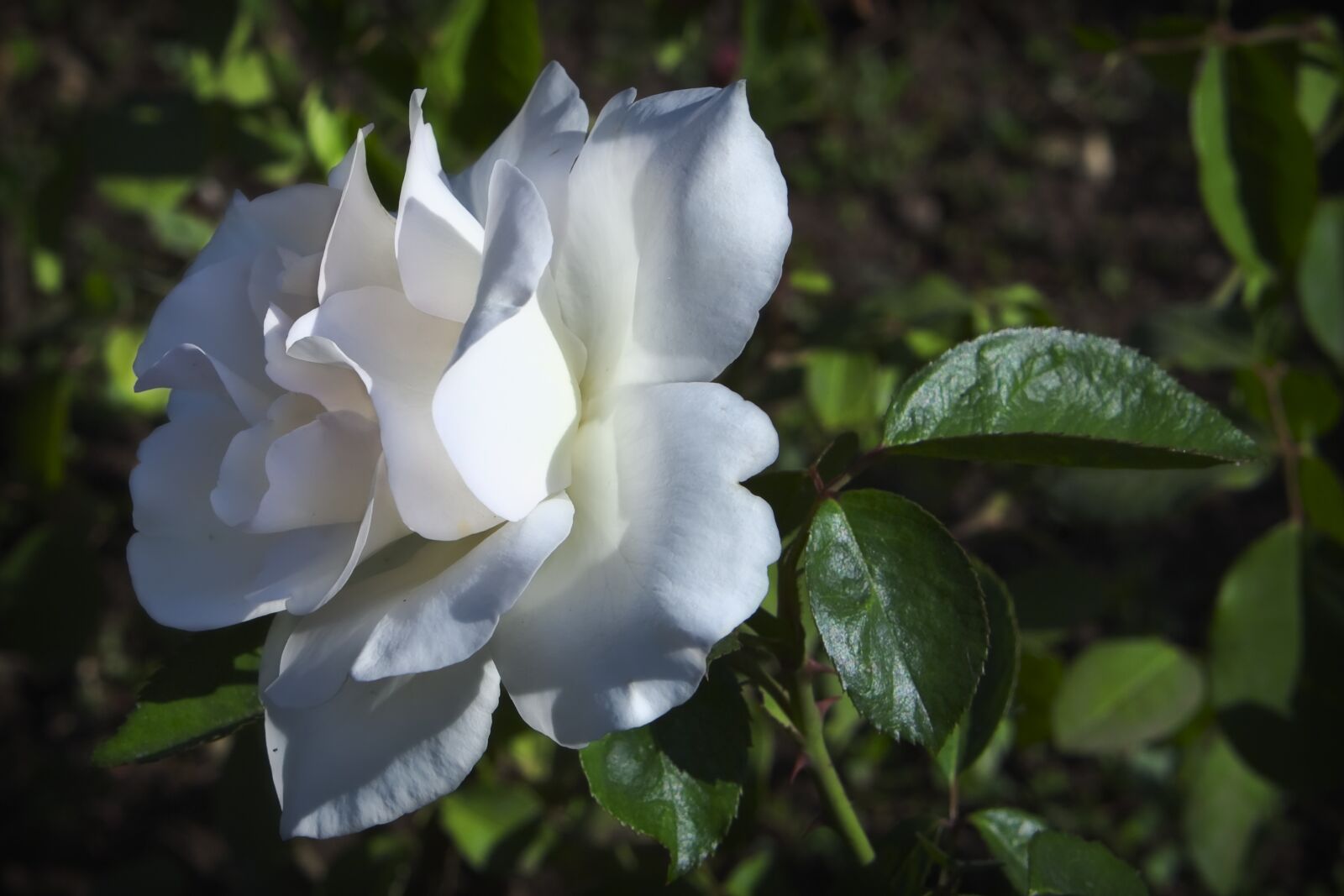 Canon EOS 350D (EOS Digital Rebel XT / EOS Kiss Digital N) sample photo. Rosa, white, nature photography