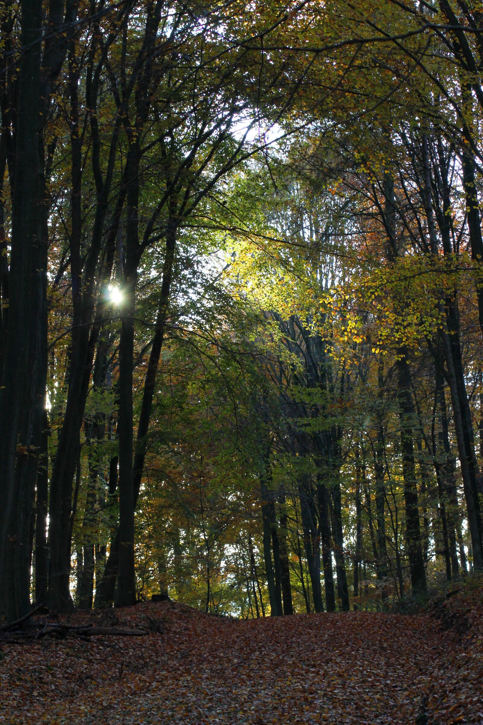 Canon EOS 1100D (EOS Rebel T3 / EOS Kiss X50) sample photo. Forest, autumn, trees photography