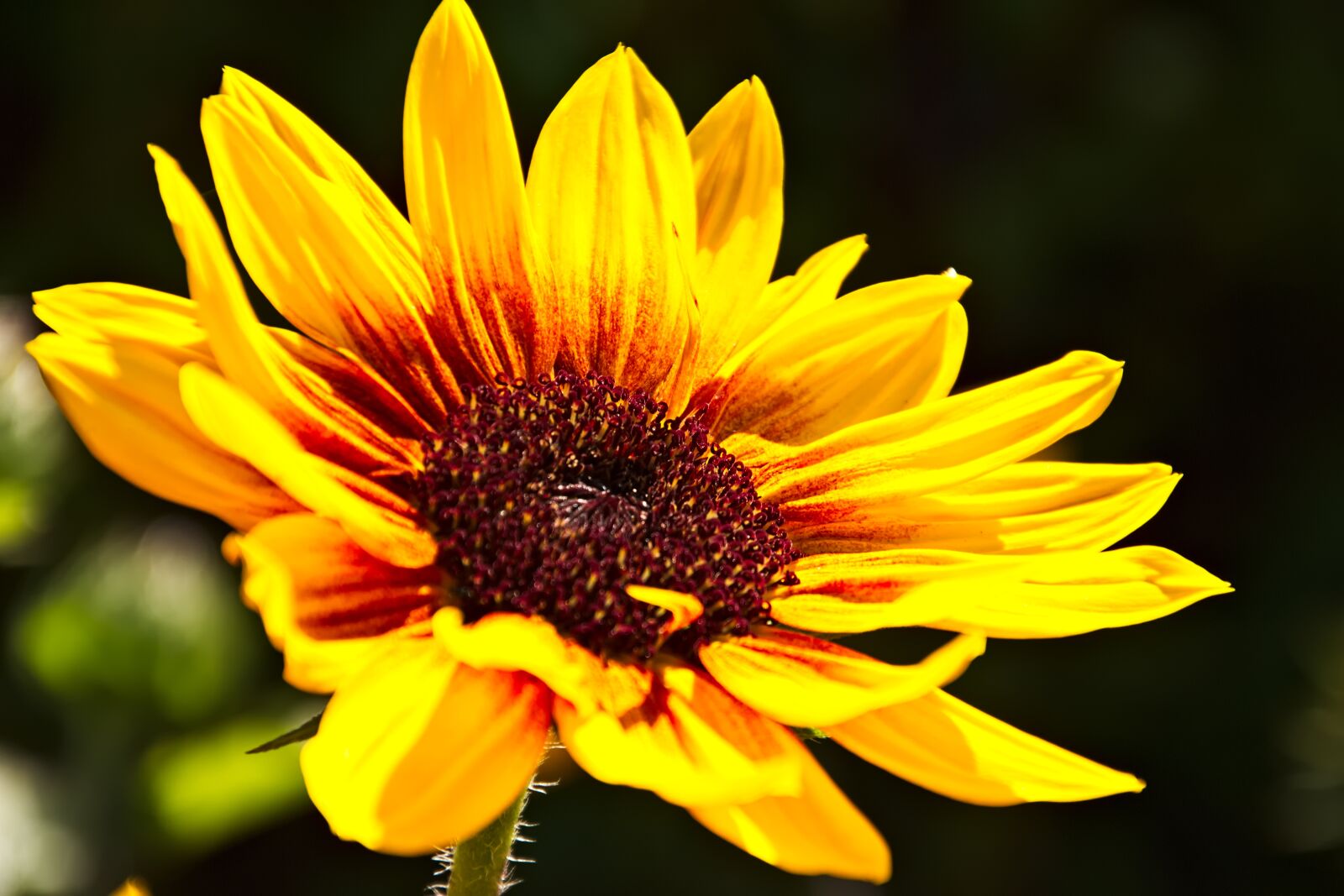 Canon EOS 650D (EOS Rebel T4i / EOS Kiss X6i) sample photo. Macro, flower, nature photography