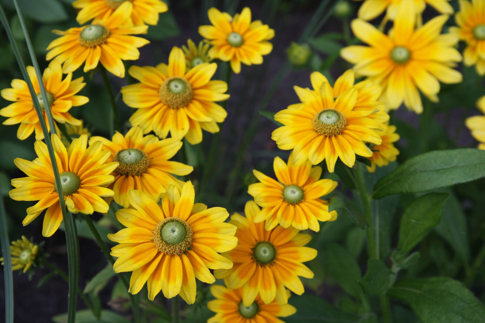 Canon EOS 40D sample photo. Flowers, blossom, bloom photography