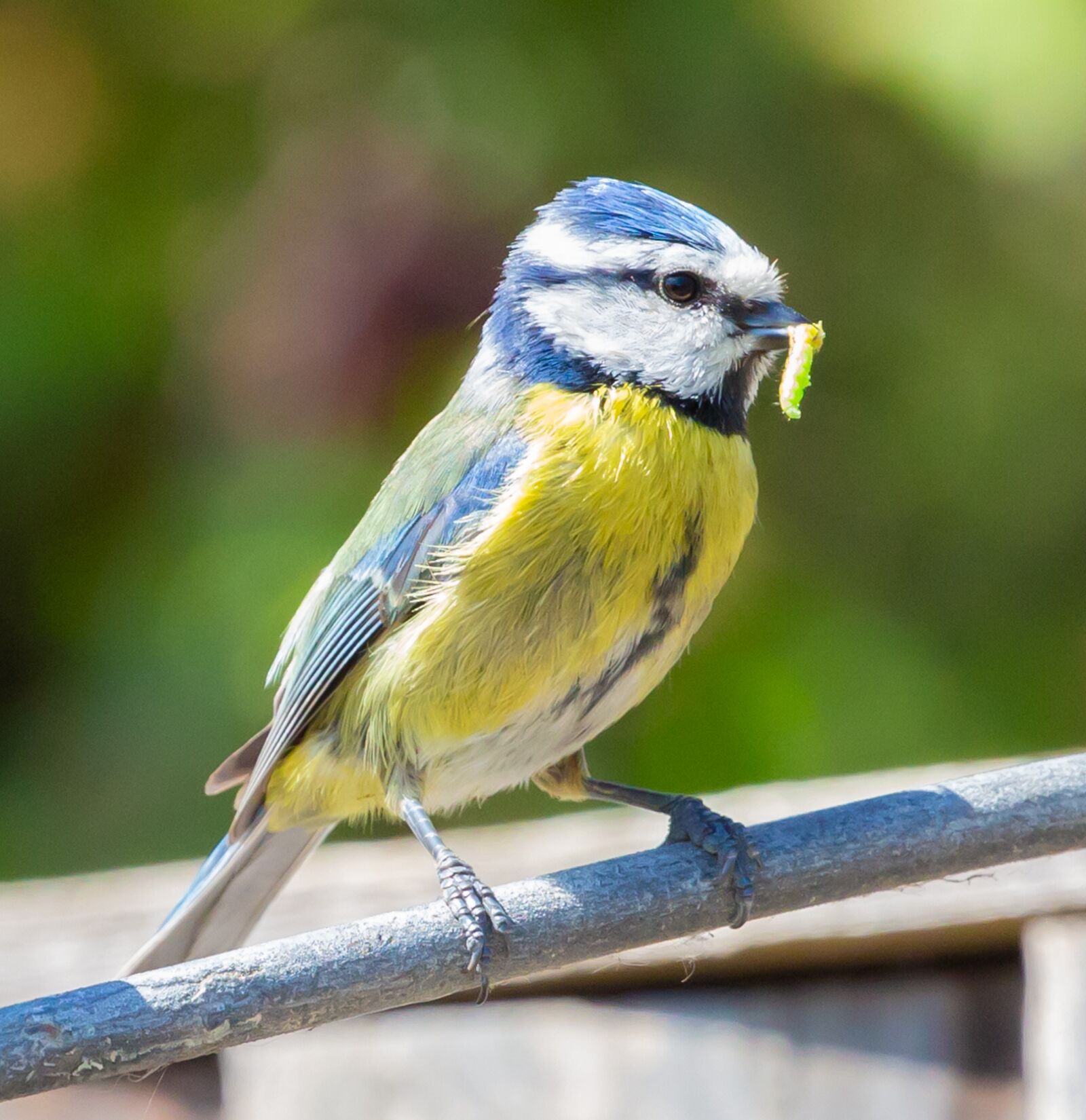 Canon EOS 5D Mark III sample photo. Blue tit with caterpillar photography