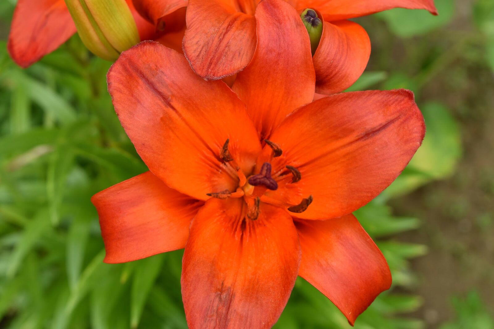 Nikon D5500 sample photo. Detail, flower garden, herb photography