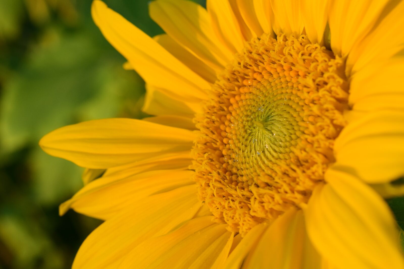 Nikon D3300 sample photo. Sunflower, close up, yellow photography
