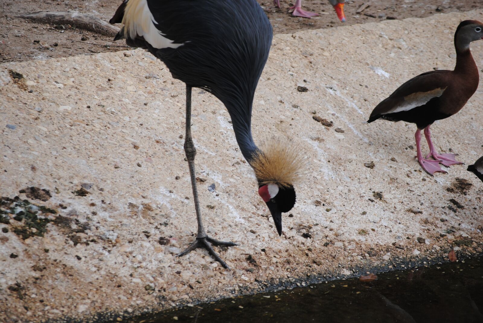 Nikon D3000 sample photo. Bird, hair, poof photography