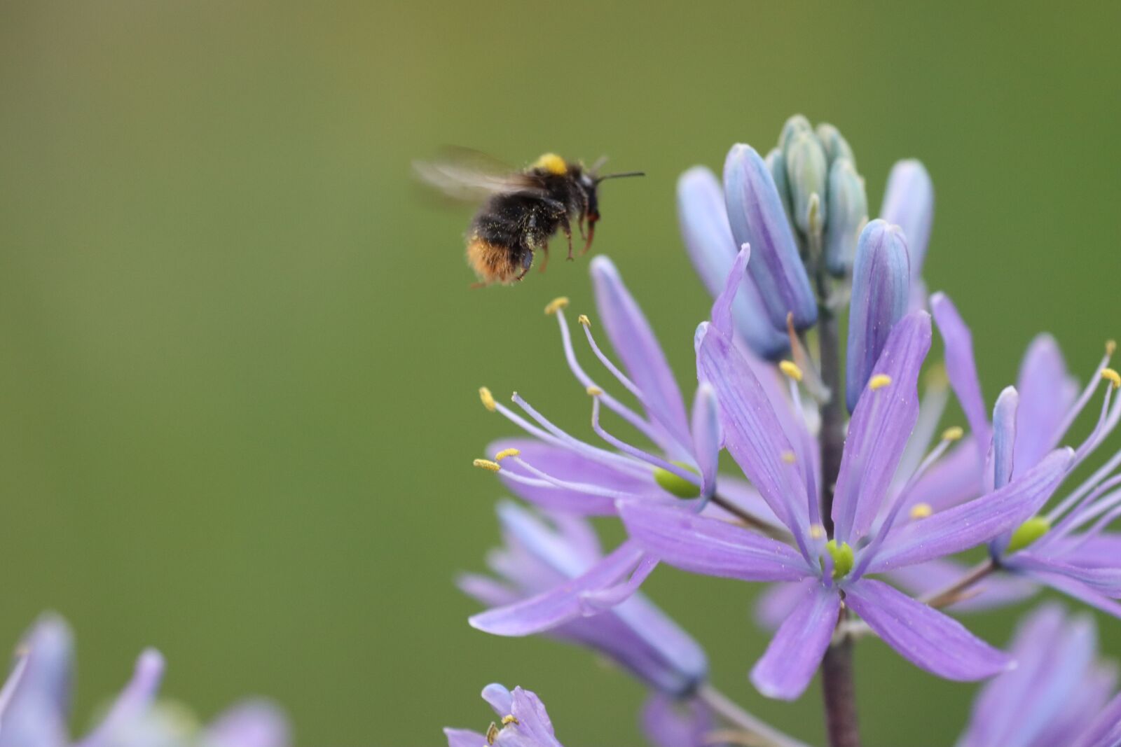 Canon EOS 90D sample photo. Flowers, blue, violet photography