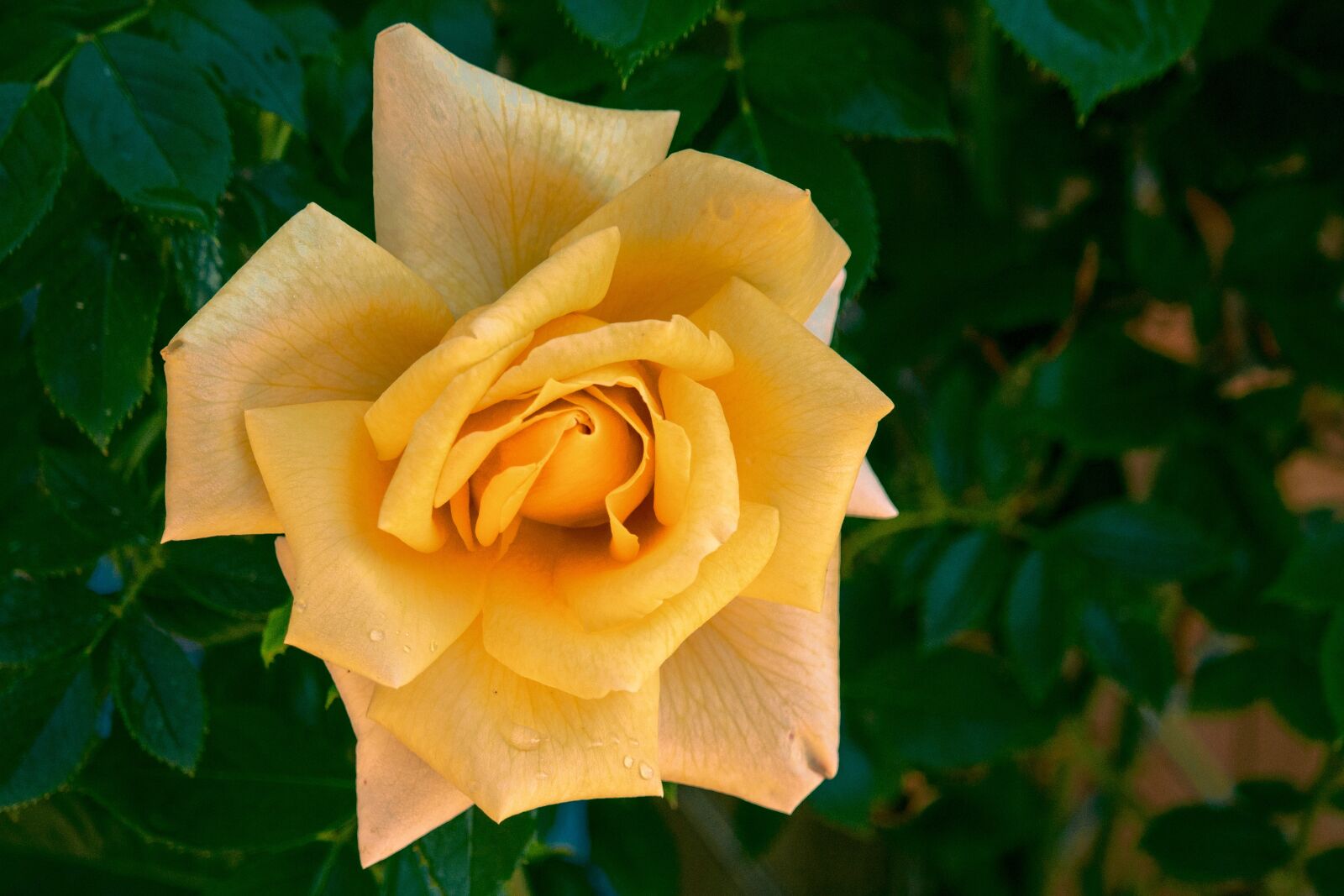 Canon EOS 700D (EOS Rebel T5i / EOS Kiss X7i) sample photo. Rose, yellow, blossom photography