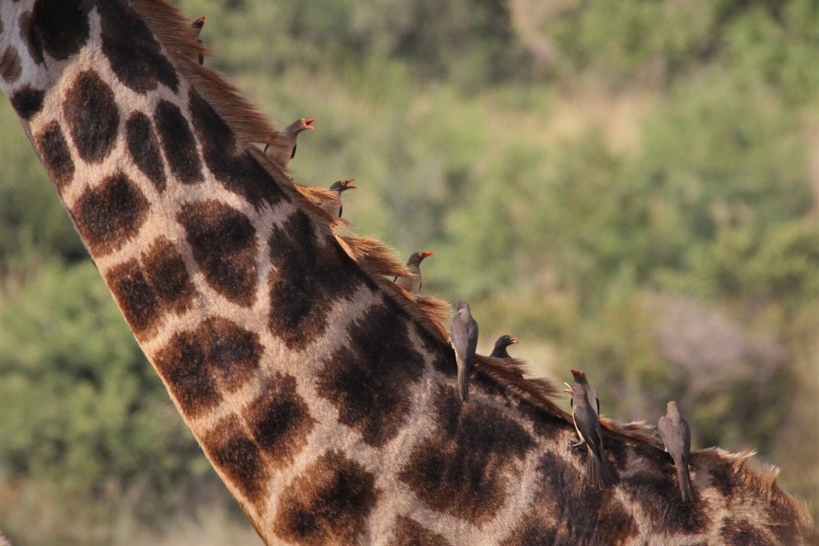 Canon EOS 60D sample photo. Oxpecker, bird, watching photography
