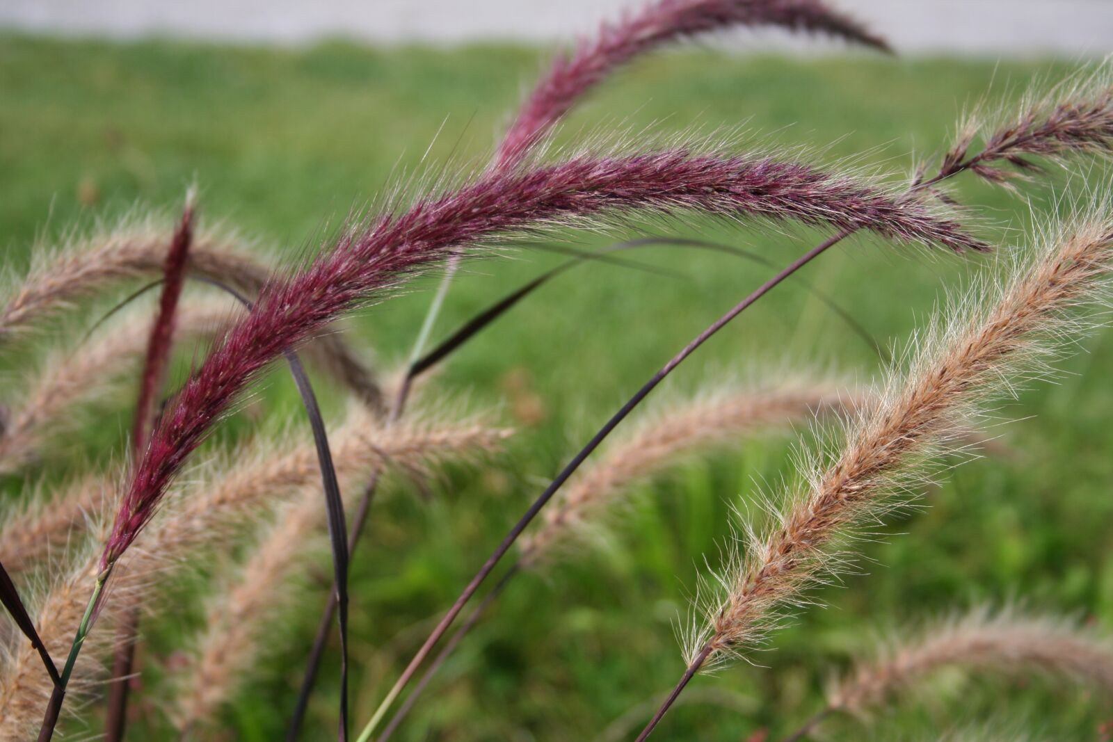 Canon EOS 350D (EOS Digital Rebel XT / EOS Kiss Digital N) sample photo. Wind, nature, atmosphere photography
