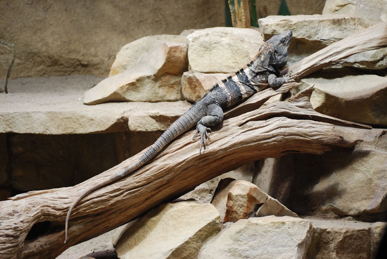 Nikon D40X sample photo. Lizard, gad, zoo photography