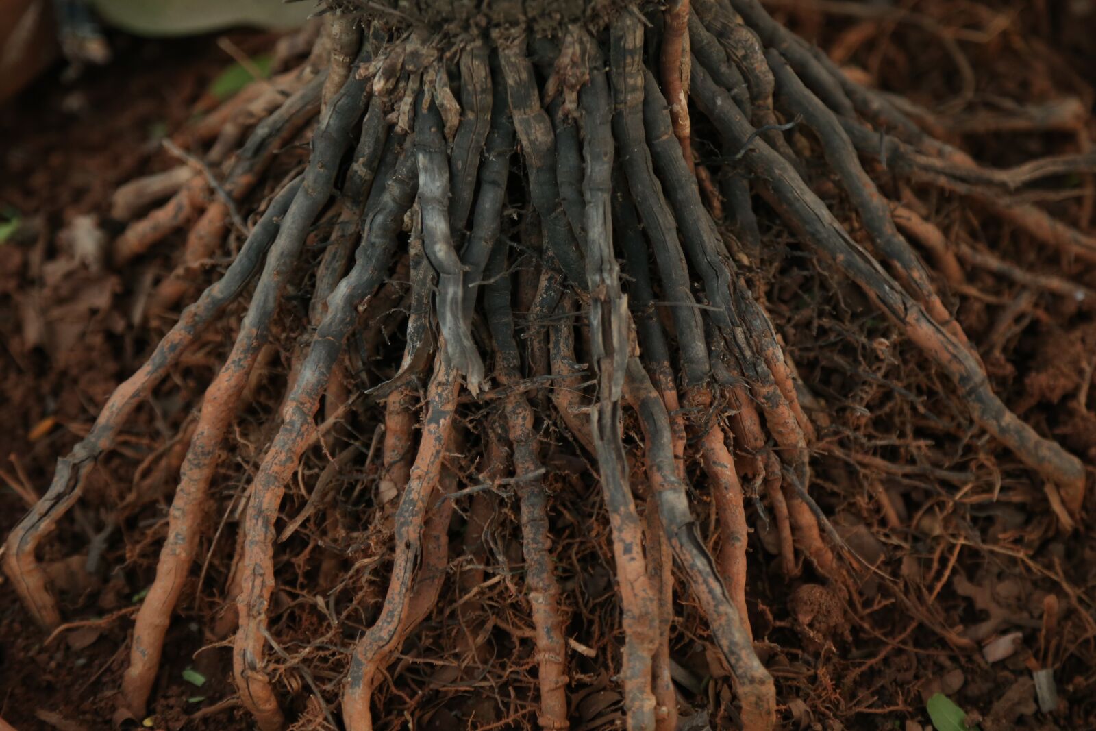 Canon EOS 6D + Canon EF 24-105mm F4L IS USM sample photo. Root, nature, tree photography