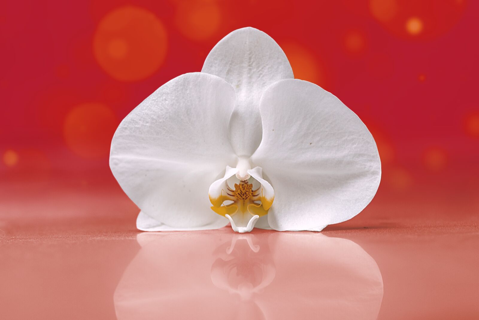 Nikon D600 sample photo. Orchid, flower, bella photography