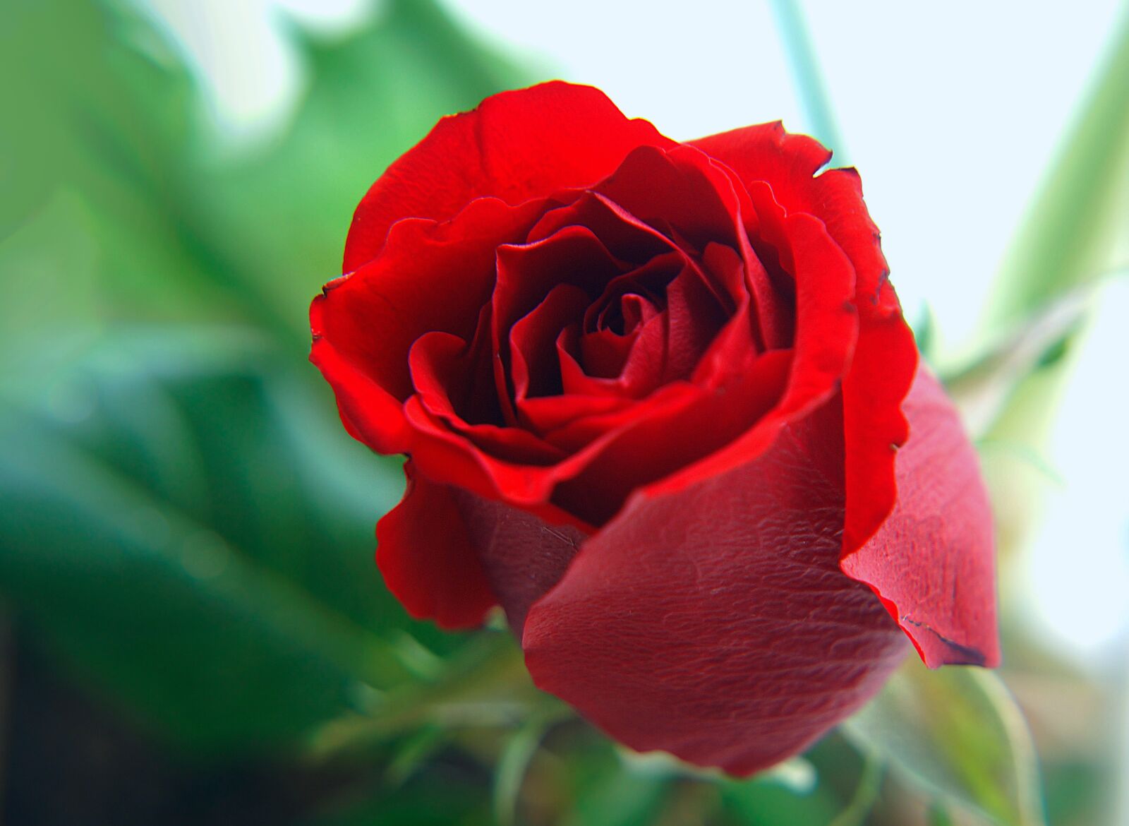 Sony Alpha NEX-F3 + Sony E 18-55mm F3.5-5.6 OSS sample photo. Roses, red, natural photography