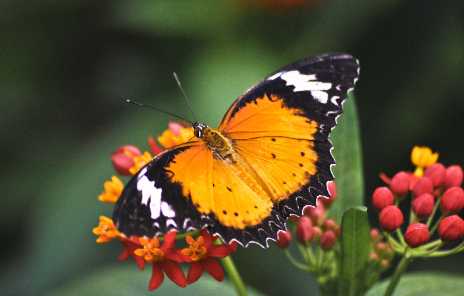Nikon D60 sample photo. Butterfly, nature, fauna photography