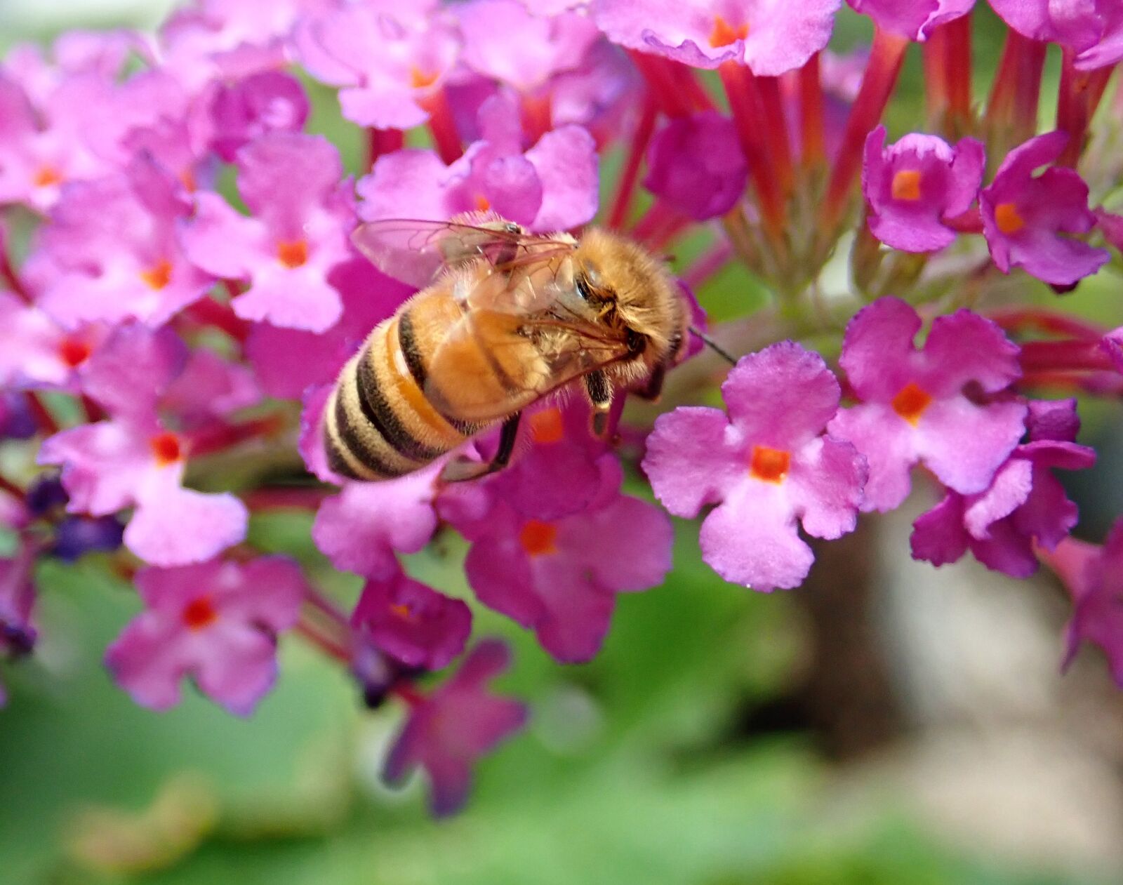 Olympus TG-5 sample photo. Bee, insect, pollen photography