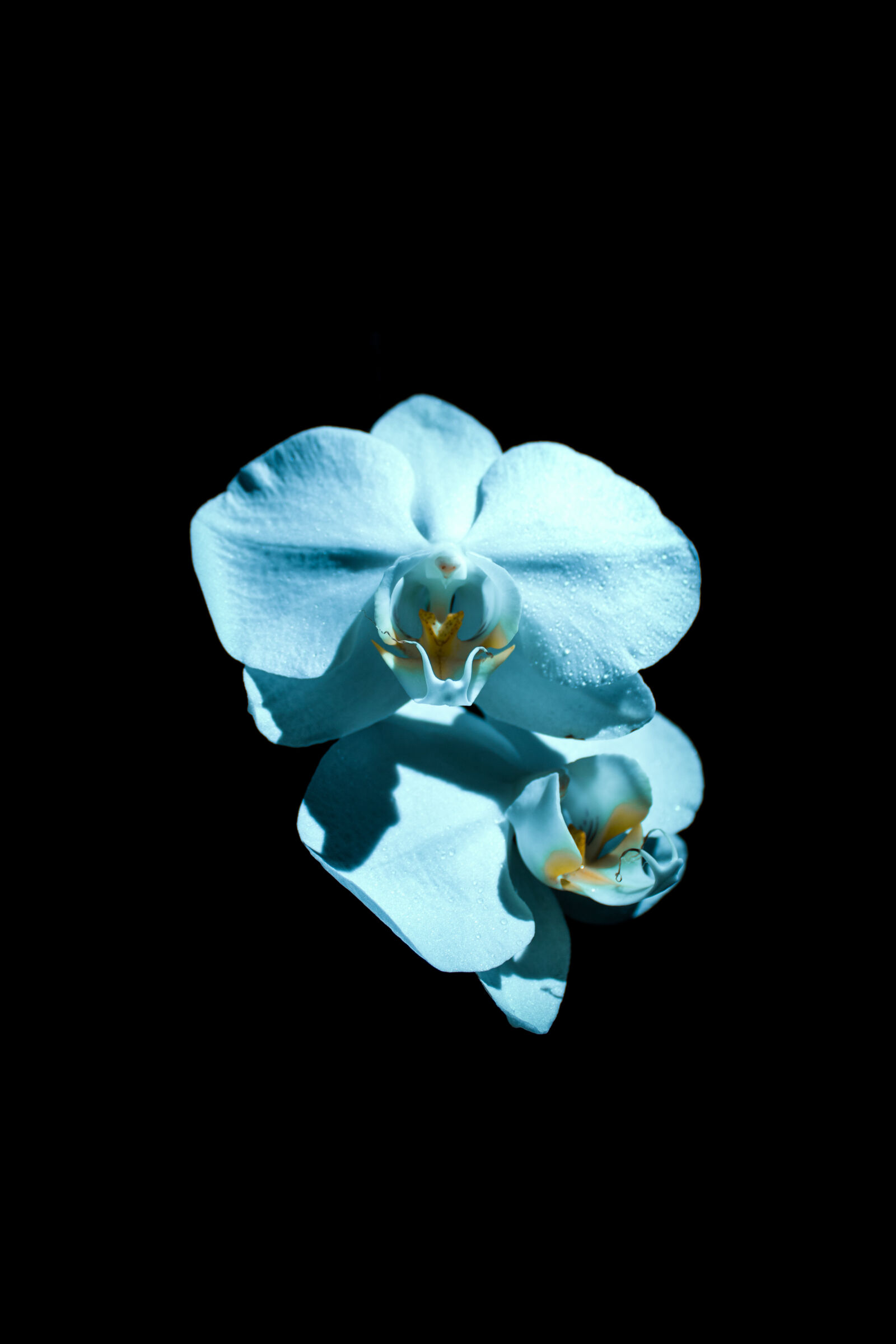 Canon EOS 700D (EOS Rebel T5i / EOS Kiss X7i) sample photo. Black, background, blue, flower photography