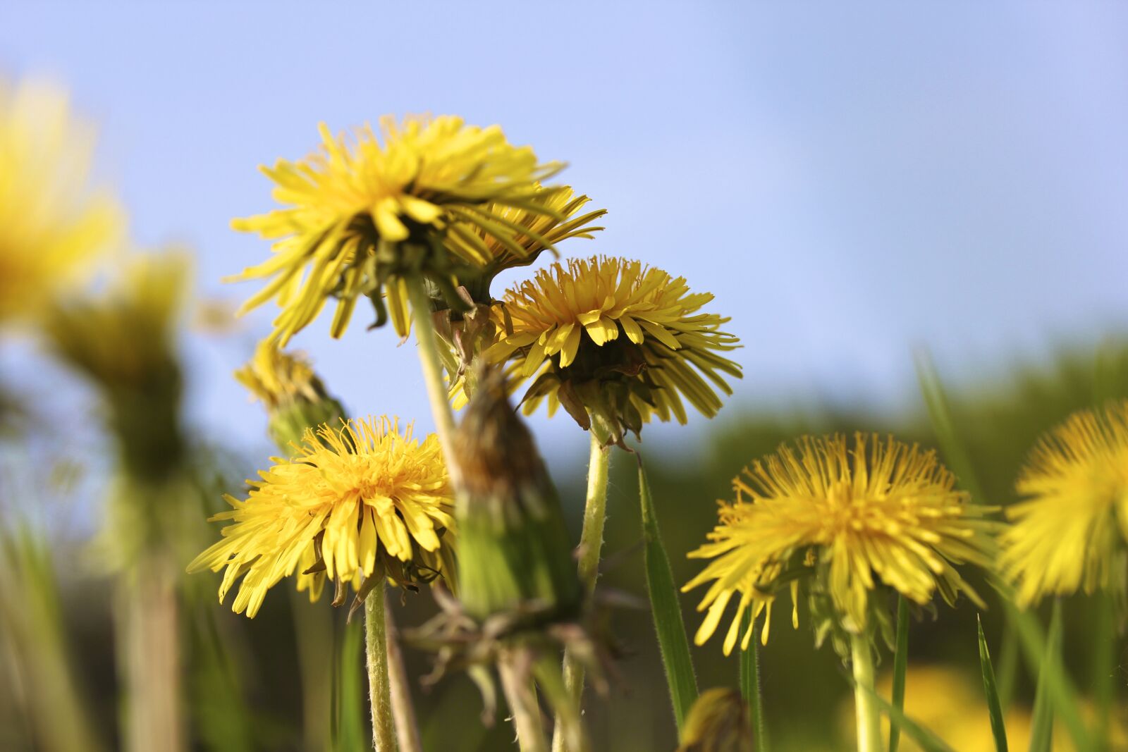 Canon EF-S 60mm F2.8 Macro USM sample photo. Nature, plant, flower photography